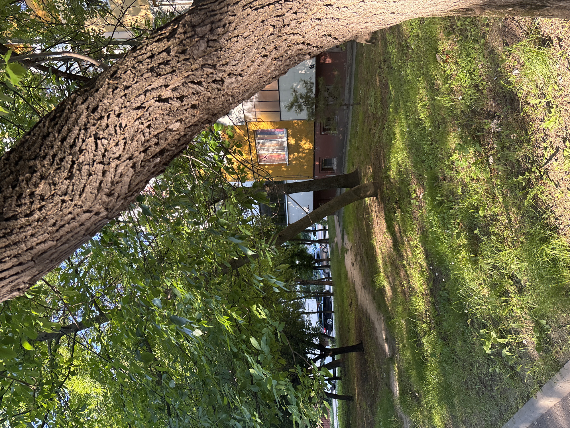 The image depicts a residential area in Shumen, Bulgaria, on a sunny day. A large tree trunk dominates the foreground, obscuring a portion of the scene. In the background, a yellow and white apartment building is visible with a window displaying curtains. The ground is covered in grass and dirt, with a path winding through it. Several trees with green leaves are scattered throughout the area. A few cars are parked on a road adjacent to the grassy area, and a sidewalk runs along the left edge of the image. The sunlight casts long shadows, indicating it is either morning or late afternoon.