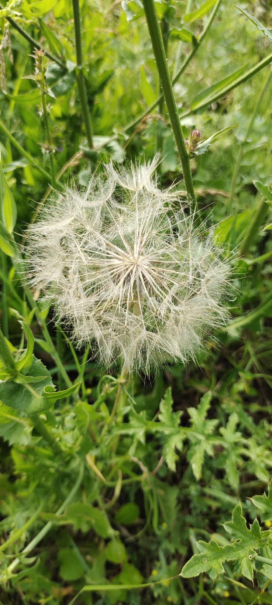 A close-up shot captures a delicate, seed-laden dandelion head surrounded by lush green foliage. The dandelion's feathery seeds are a pale white, radiating outwards from a central core, creating a starburst effect. The surrounding plants are a vibrant green, with various leaf shapes and textures, some smooth and broad, others more finely lobed and serrated. The lighting suggests it is daytime, with soft light illuminating the dandelion and casting subtle shadows within the greenery. The scene appears to be an outdoor natural setting, likely a meadow or garden, given the abundance of wild plants. There is no text visible in the image. The focus is entirely on the natural beauty of the dandelion and its surroundings, evoking a sense of peacefulness and the ephemeral nature of seeds ready for dispersal.