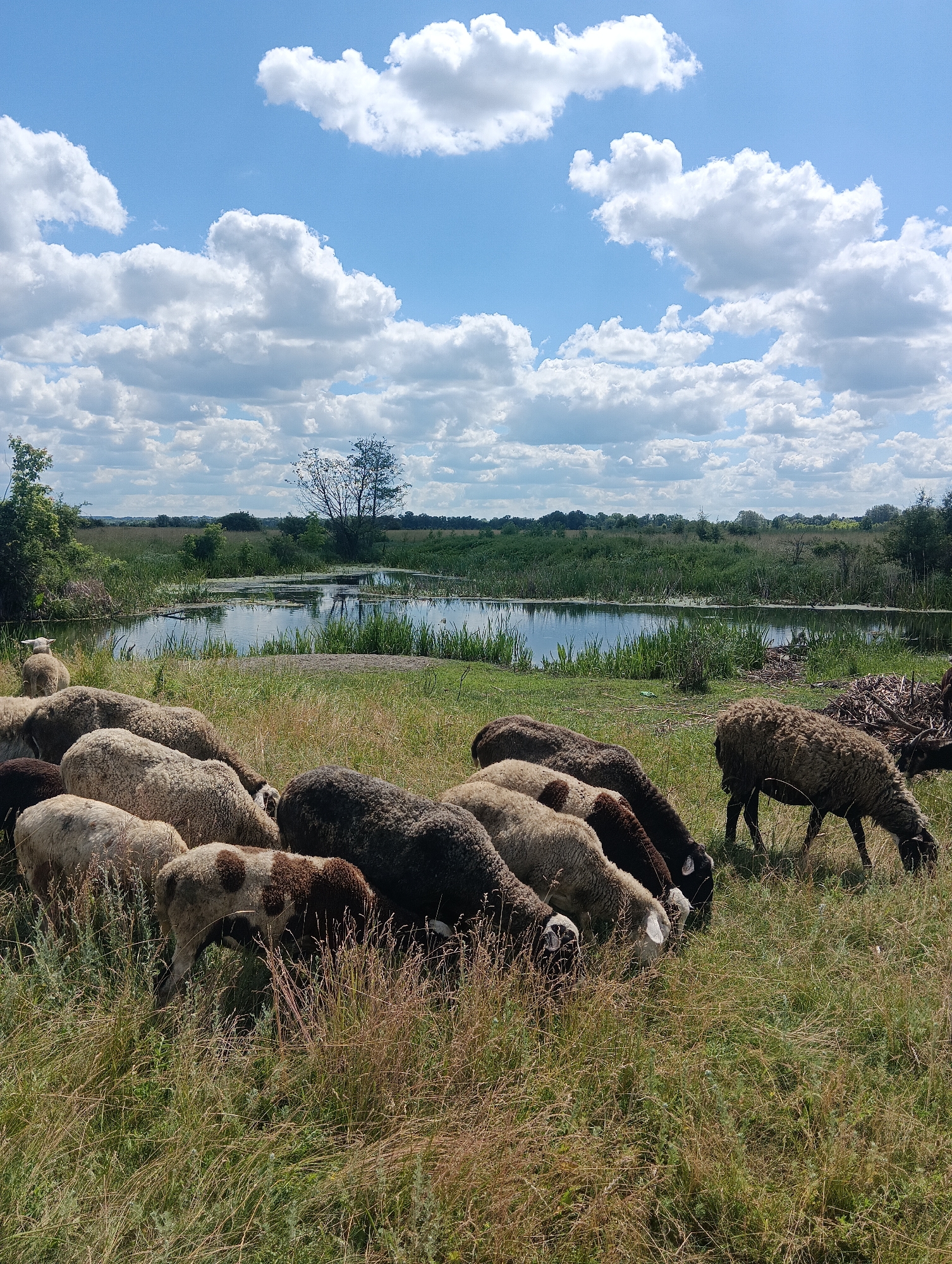 A flock of sheep graze in a grassy field near a body of water under a cloudy blue sky. The sheep, of various wool colors including white, brown, and black, are clustered together, with most of them lowering their heads to eat. The water, a pond or slow-moving stream, reflects the sky and is bordered by lush green reeds and vegetation. In the background, a line of trees and fields stretches across the horizon. The scene appears to be in a rural or semi-rural setting.