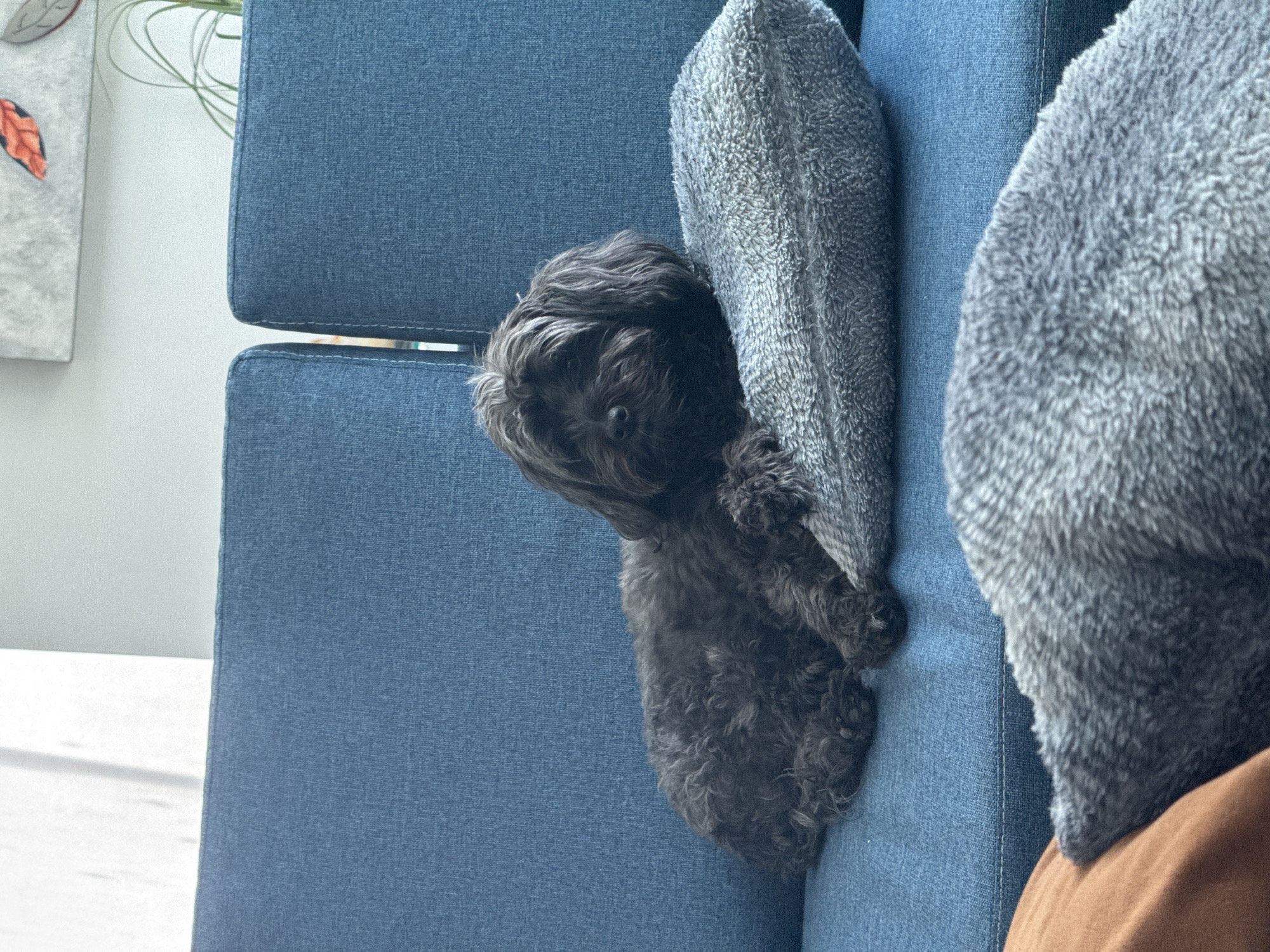 A small, black, curly-haired dog rests on a blue upholstered sofa next to two grey pillows. The sofa has a vertical seam running along the cushion. The setting appears to be indoors with a hint of natural light. In the background, there is a blurred image of decorative leaves on a wall. The location, San Bernardino Tlaxcalancingo, Mexico, is not discernible from the image.