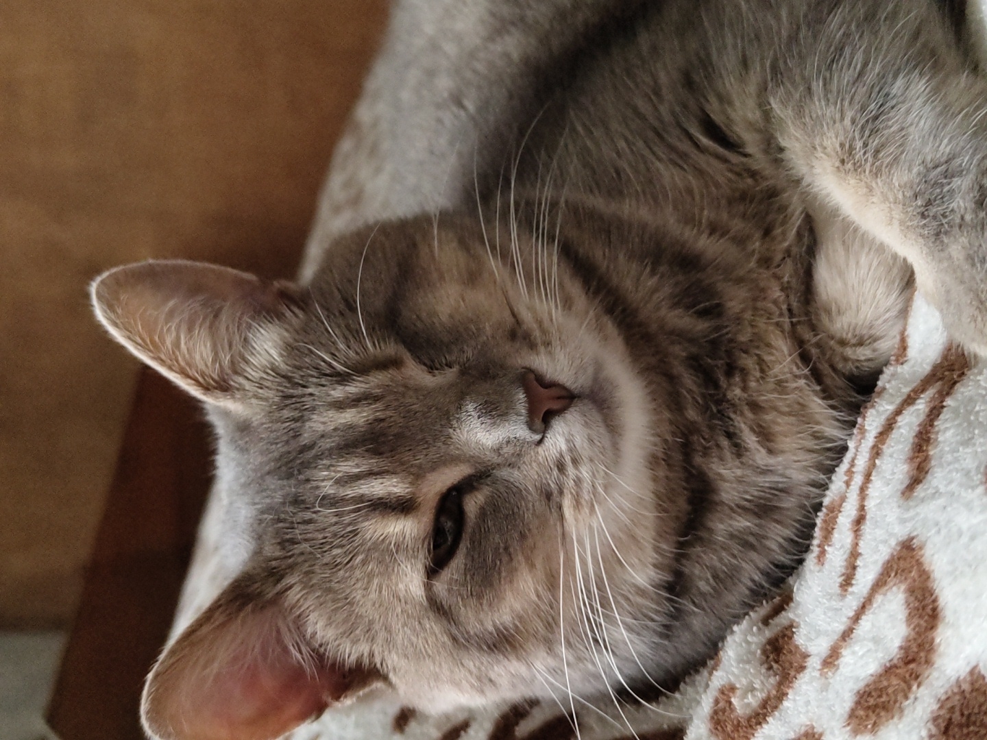 This is a close-up, eye-level, horizontal, eye-level, medium shot of a tabby cat resting on a patterned blanket. The cat is predominantly gray with darker tabby markings. Its eyes are partially closed, suggesting it is relaxed or sleeping. The cat's head is tilted, and its whiskers are prominent. The background is a blurred brown surface, possibly a piece of furniture or a wall. The blanket it rests on is white with brown stripes and swirls. The lighting appears to be natural, possibly from a window, casting soft shadows and highlighting the cat's fur. There is no visible text.
