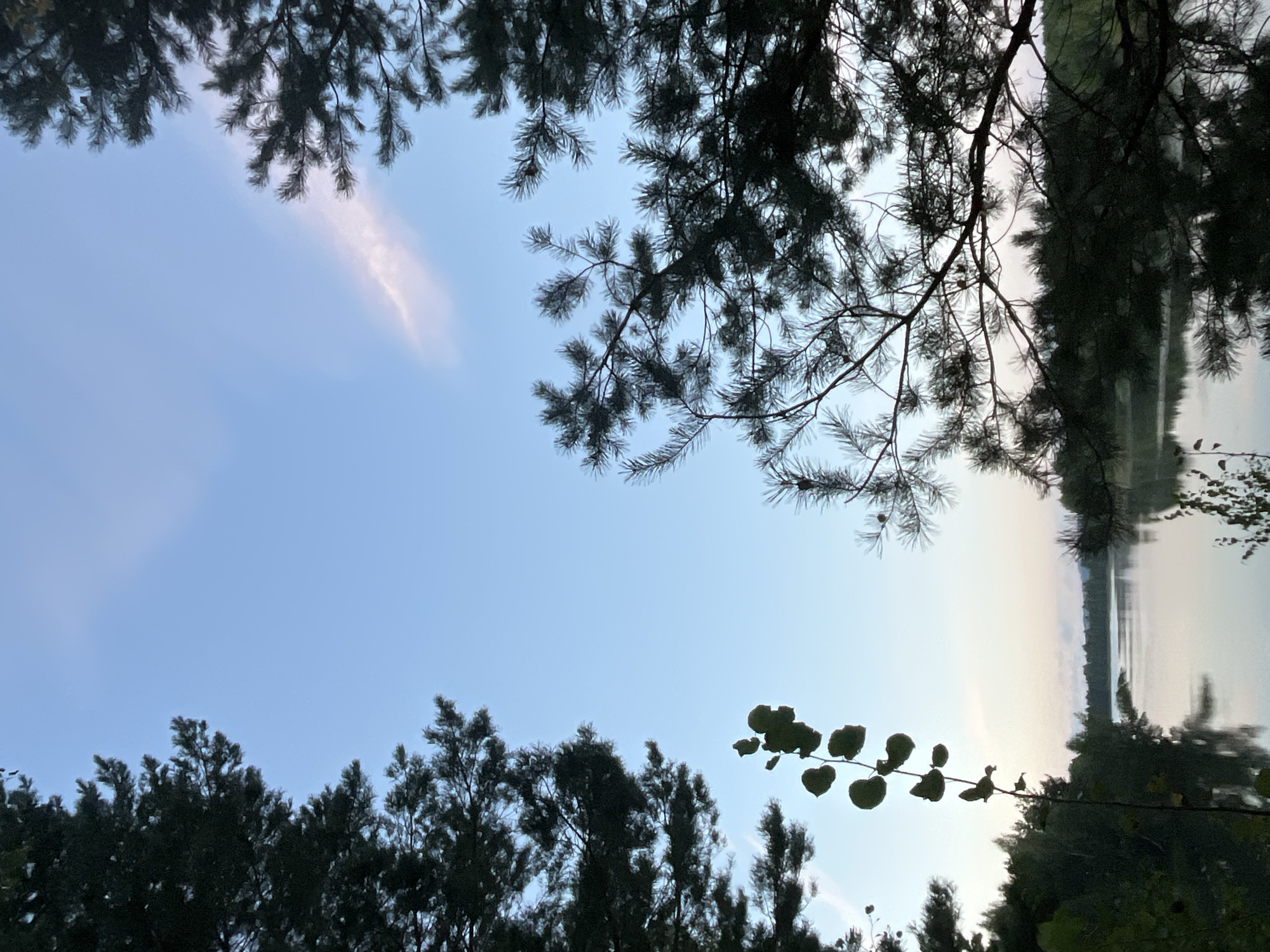 The image depicts a serene natural landscape, likely a lake or river, framed by trees and a pale blue sky with a wispy cloud formation. The foreground features dark silhouettes of pine branches and a single, delicate stem with heart-shaped leaves. The water in the midground is calm and reflects the muted colors of the sky and distant treeline. The overall atmosphere is peaceful and quiet, suggestive of early morning or late evening.
The location specified is Novyi, Russia. While this detail is provided, the visual information within the image itself does not offer specific clues to pinpoint this exact location within Novyi. The scene is characteristic of a natural area with a body of water and coniferous trees, which could be found in various regions of Russia.
