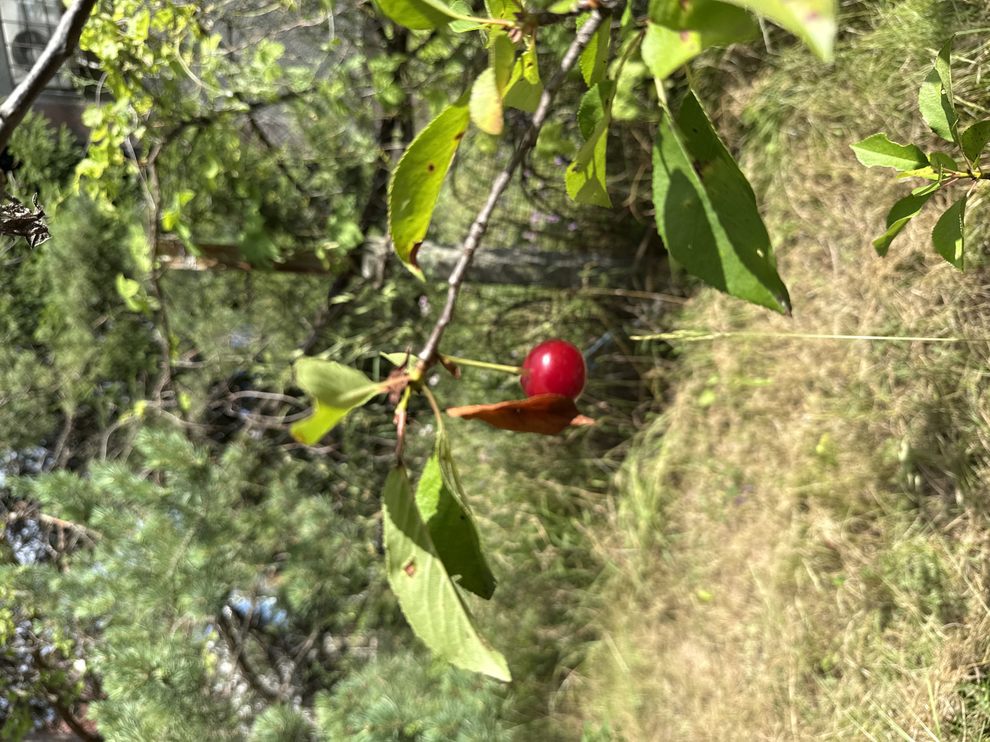 In Obukhivka, Ukraine, a single ripe cherry hangs from a branch in a natural, outdoor setting. The cherry is a deep red, round fruit suspended by a thin stem. It is surrounded by green leaves and branches, some of which appear to be drying or turning brown. The background consists of blurred greenery, including what appear to be pine trees and other foliage, as well as dry, yellowish grass. Sunlight filters through the leaves, creating dappled light and shadow. The overall scene suggests a sunny day in a rural or semi-rural environment.