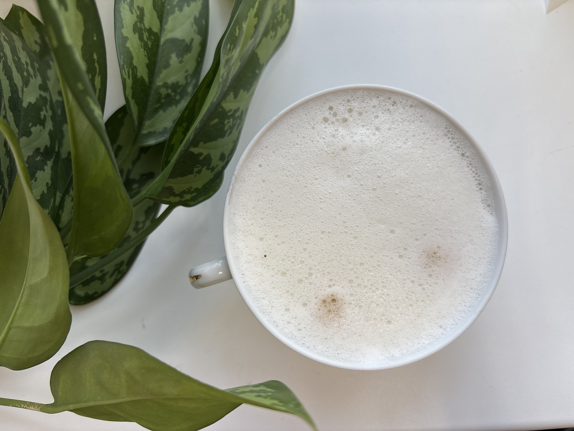 A top-down, close-up shot reveals a white mug filled with a frothy white beverage, positioned on a white surface adjacent to green leaves. The mug has a small white handle with gold accents. Patches of light tan liquid are visible below the foam. Next to the mug, several large green leaves with mottled dark green patterns are present. The leaves are shiny and appear to be part of a houseplant. The background is uniformly white.
There is no information in the image to suggest the location is in Chaikovsky, Russia.