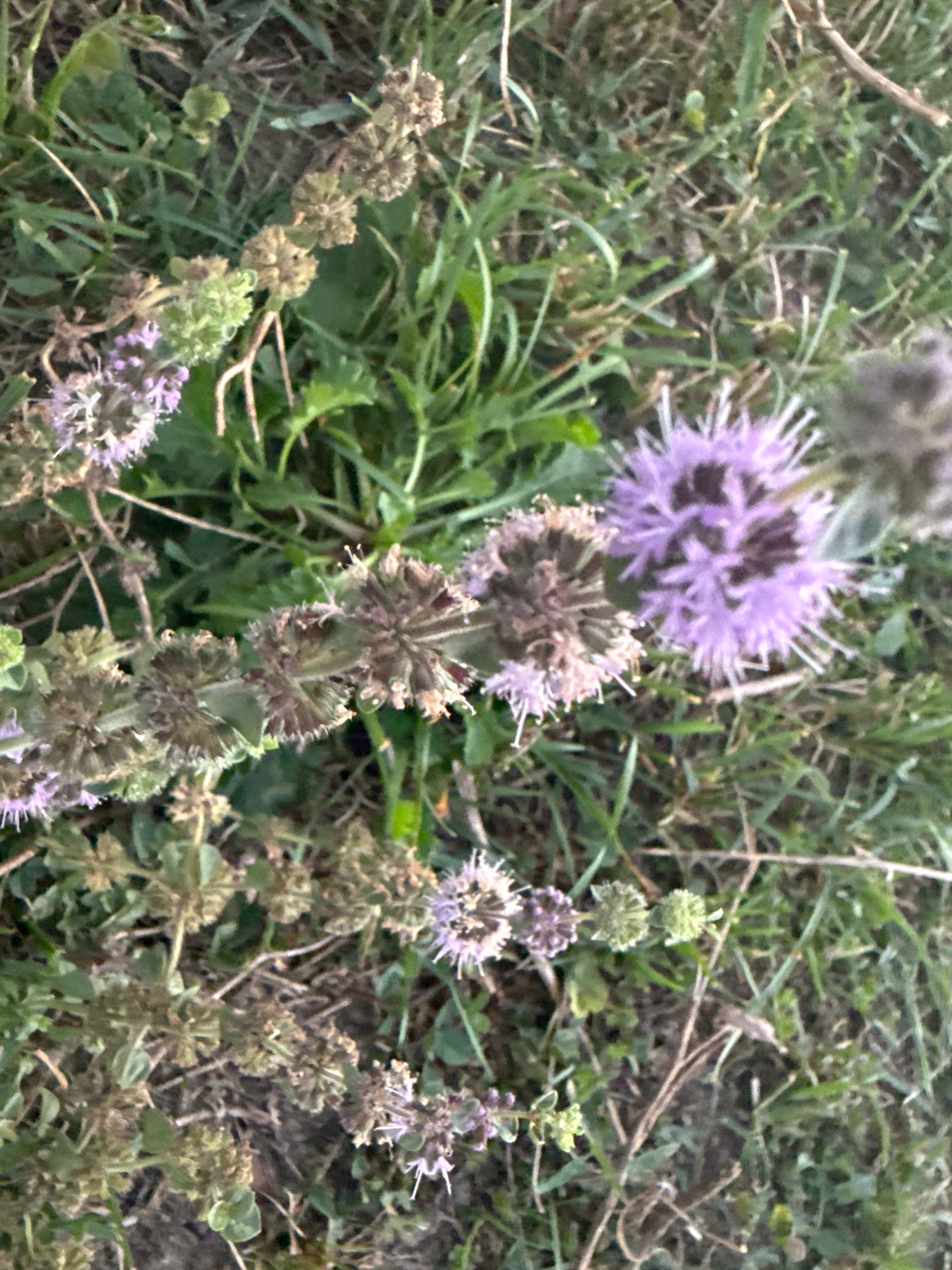 The image shows a close-up, overhead view of several small, purple flowers and seed heads of a plant growing low to the ground among grass and dirt. The flowers are clustered together in whorls along thin stems. Some of the flowers are fully bloomed and appear spherical with delicate, spiky petals, while others are in earlier stages of development, appearing as small buds. The background is composed of green grass, dry brown stems, and dark soil. The lighting suggests it is daytime, possibly late afternoon or early morning due to the soft light. The scene is a natural outdoor environment, likely a field or garden, with no visible structures or human activity. The location is identified as Tenginka, Russia.