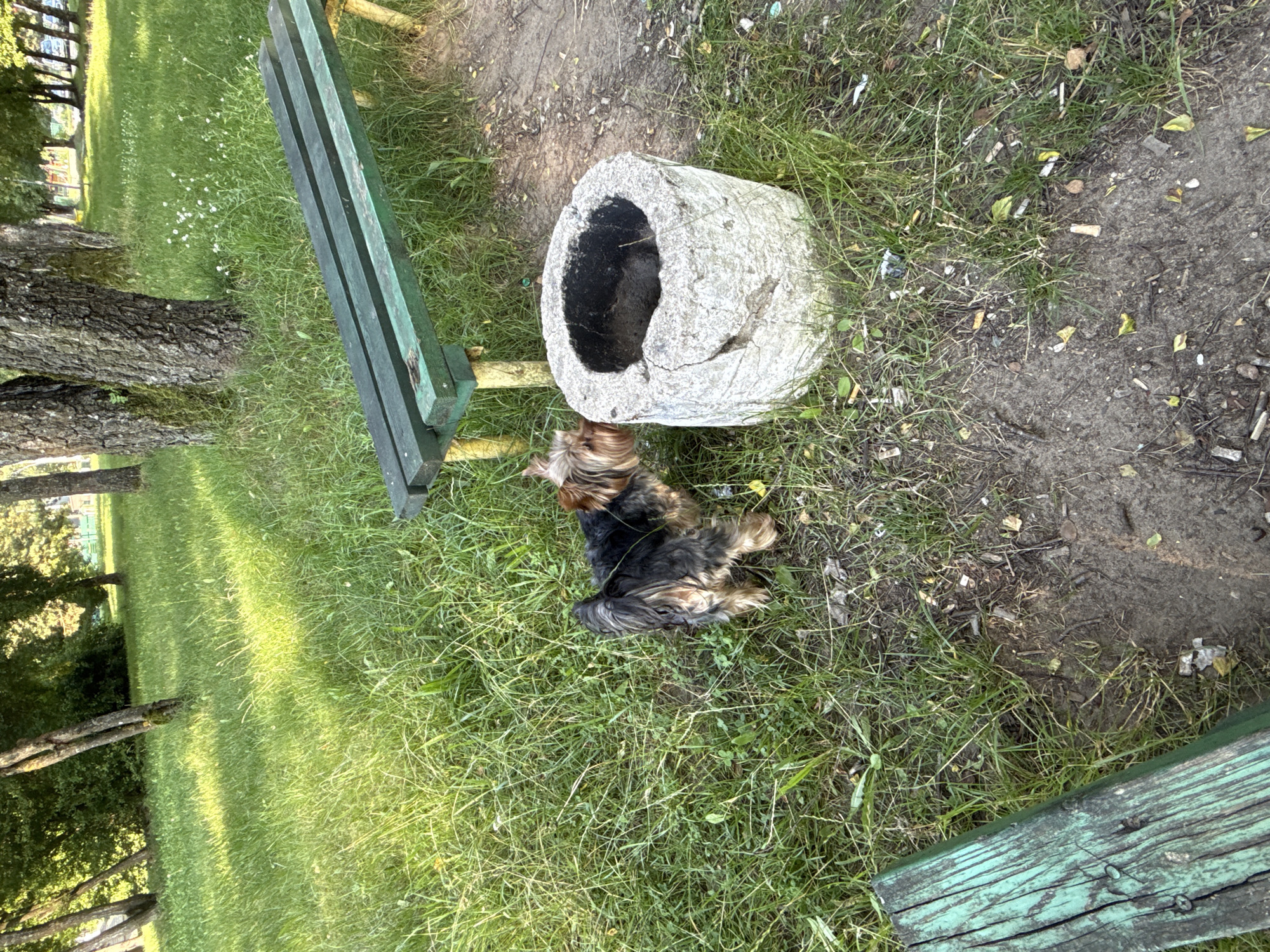 In Rudamina, Lithuania, a small Yorkshire Terrier dog, black and tan in color, stands in a grassy park area near a weathered green wooden park bench. To the right of the dog and bench is a cylindrical concrete planter or ash receptacle. The ground is covered in grass, dirt, and scattered debris, including cigarette butts. Trees are visible in the background, with dappled sunlight illuminating the scene. A portion of another green wooden bench is visible in the lower left corner of the image.