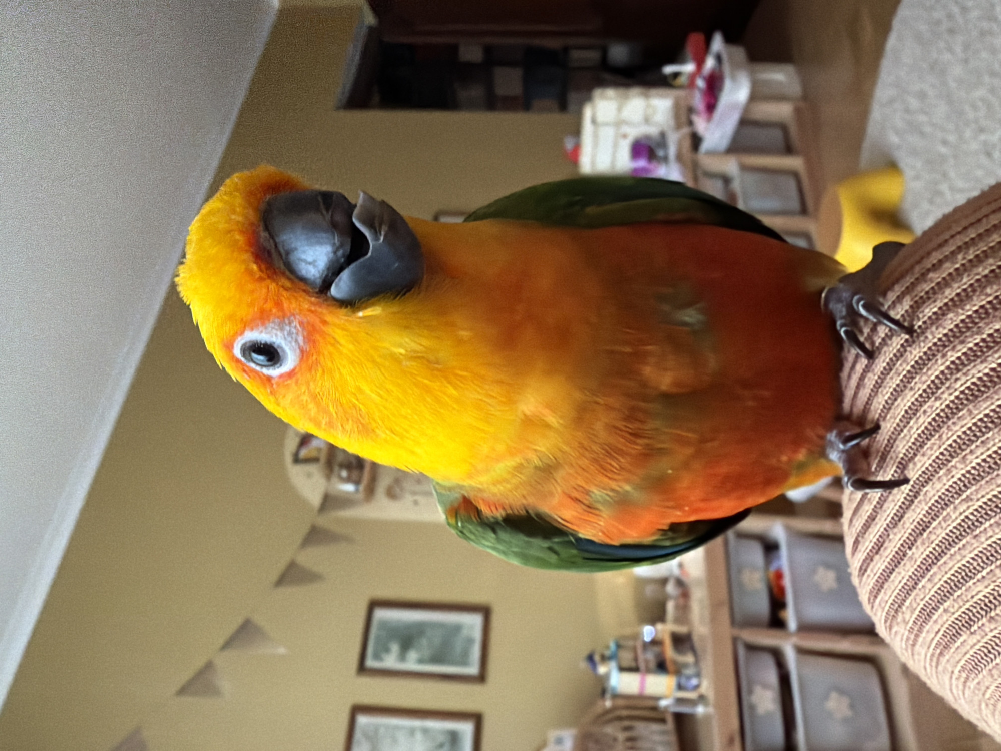 A brightly colored Sun Conure parrot with yellow and orange plumage, and green wings, is perched on a light brown striped woven surface. The bird is facing the viewer with its head tilted, showing its black beak and a white-ringed eye. The background includes a yellow-beige wall, some framed pictures, and a shelving unit with various items. The location in the city of Khimki, Russia, cannot be determined from this image alone.