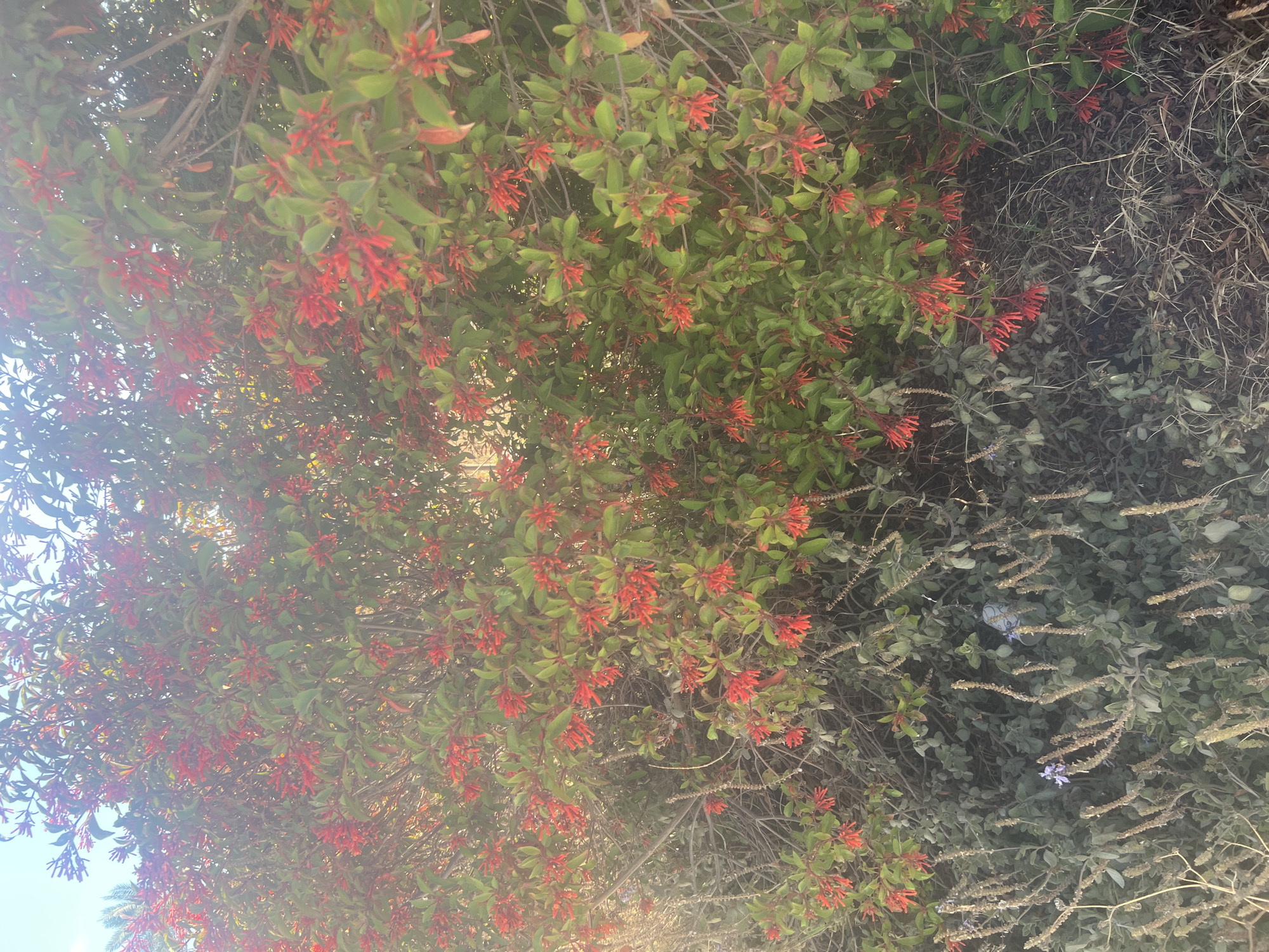 The image shows a dense bush with numerous small red tubular flowers and green leaves. The bush is located in the city of Or Akiva, Israel. In the foreground and to the left, there is a lower layer of plants with silvery-green foliage and dried stalks. Some small purple flowers are visible among these lower plants. The scene appears to be outdoors, likely in a garden or natural area, under a bright sky. The lighting suggests it is daytime. No people or animals are visible in the image. The overall impression is of a vibrant natural setting.