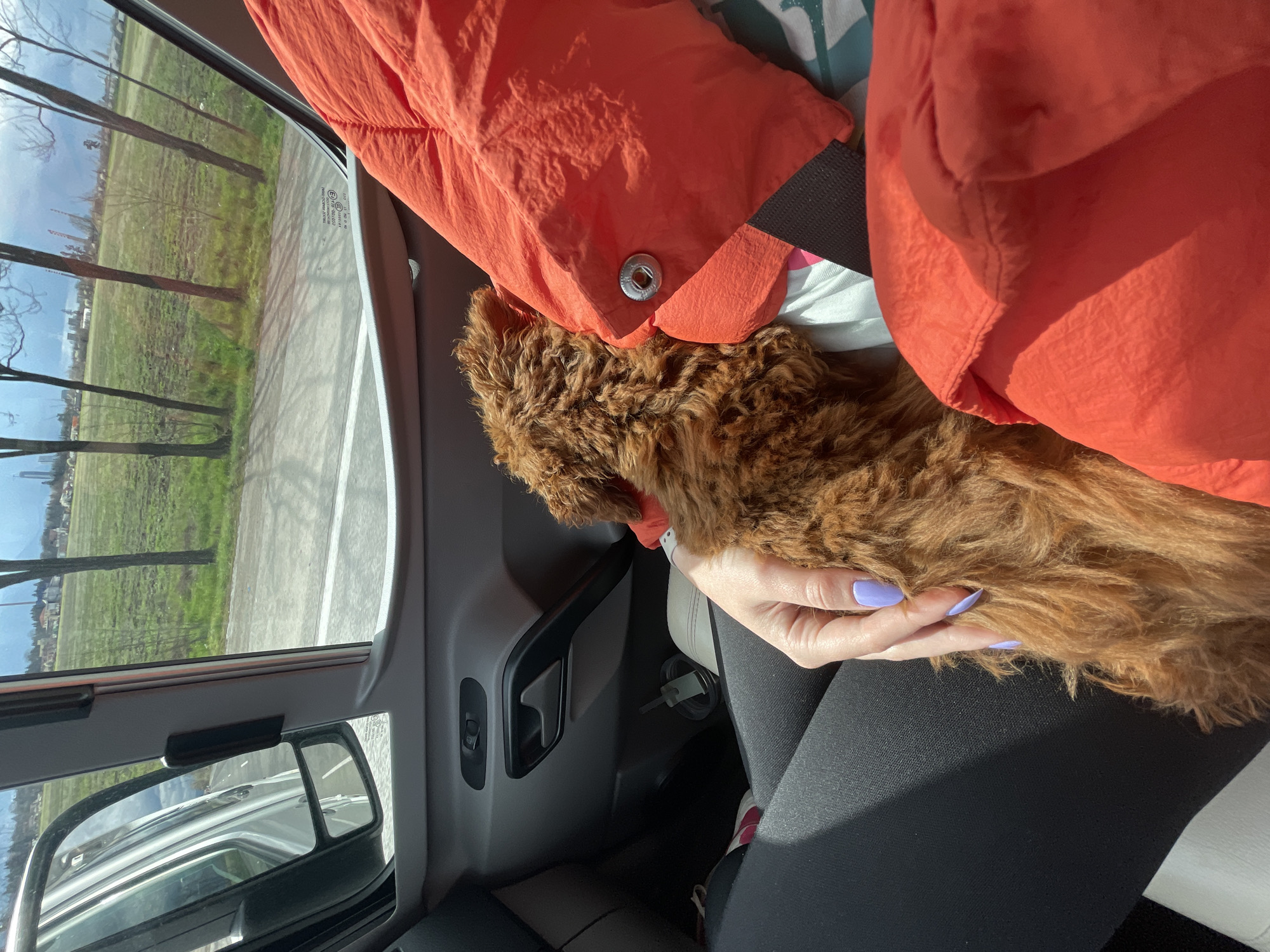 Inside a vehicle, a person wearing black leggings and an orange jacket holds a small, brown, fluffy dog. The person's left hand is visible, displaying light purple nail polish. The vehicle's interior includes a gray door panel, a side mirror, and a window through which trees and fields are visible. The location appears to be Lozen, Bulgaria, based on the observed landscape.