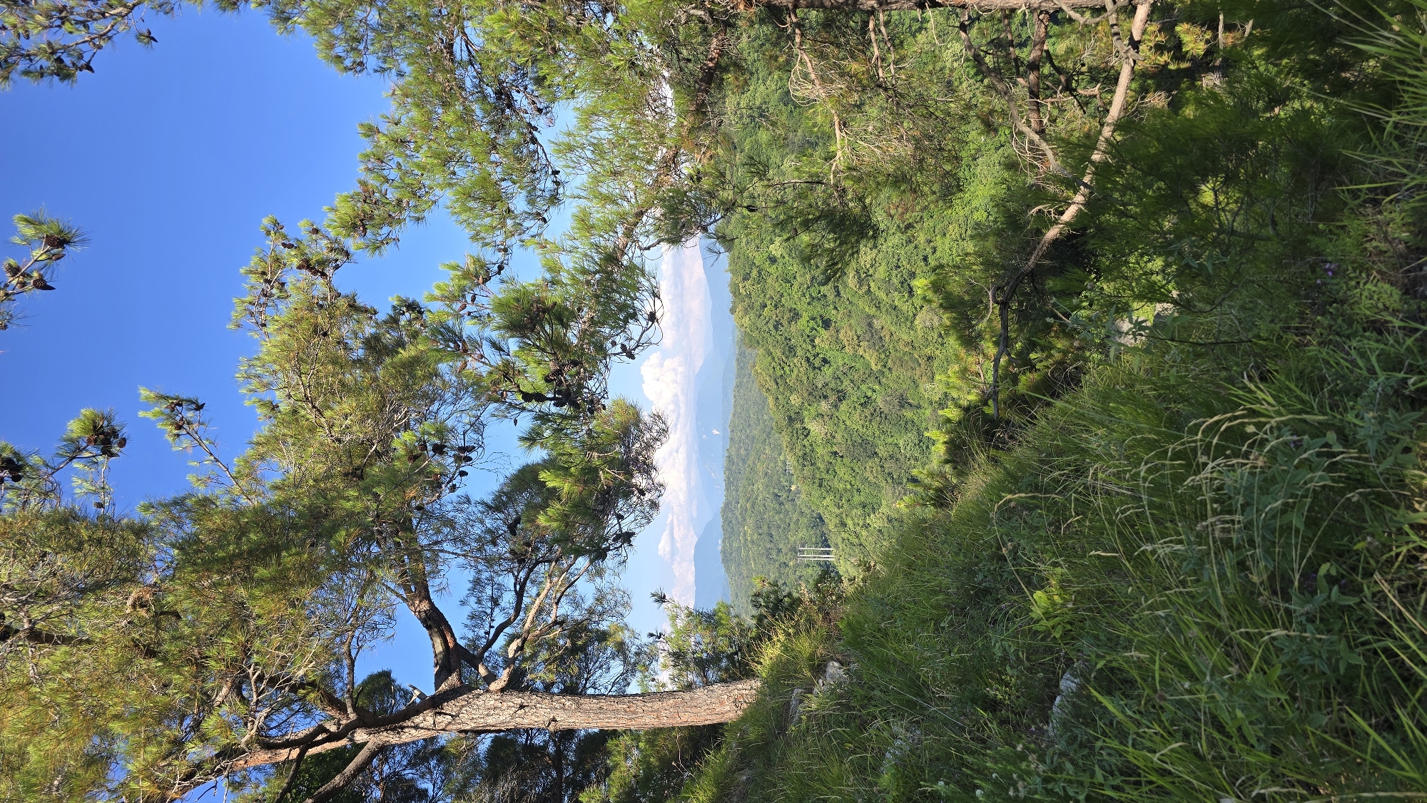 A high-angle, vertical, full shot captures a natural landscape in Khostinskiy, Russia, under a clear blue sky. In the foreground, lush green grass and vegetation grow on a slope to the left, with a large tree trunk visible on the far left. The middle ground reveals a dense, green forest covering rolling hills, with a few white power lines and poles visible in the distance. The background features layers of mountains fading into the horizon, topped with a few scattered white clouds. Pine trees with cones frame the top and right edges of the image, their branches extending into the frame. The scene is dominated by natural elements, with no people or man-made structures prominently featured, suggesting a wilderness area within or near Khostinskiy.
