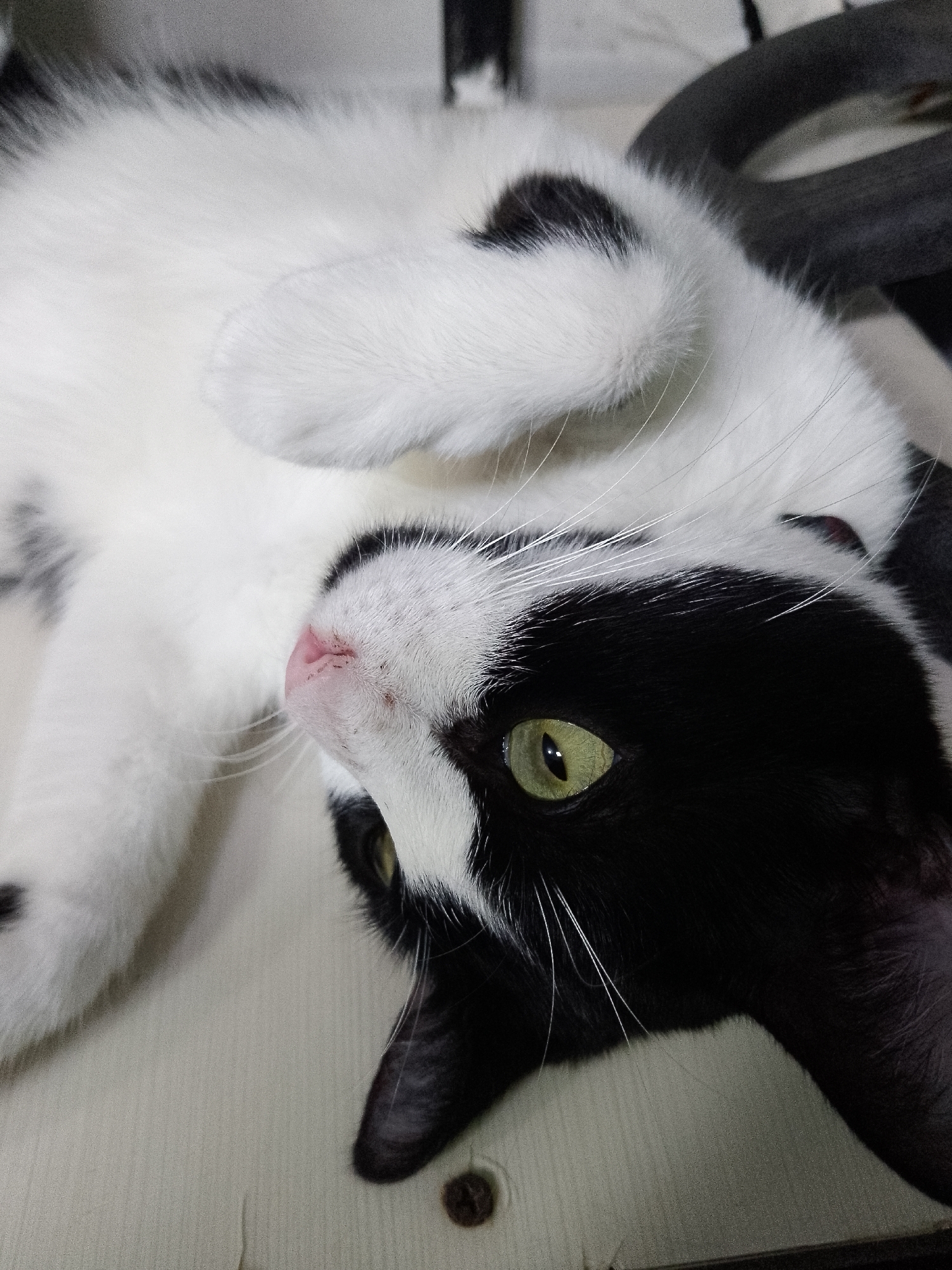 A close-up, eye-level shot depicts a black and white cat lying on its back. The cat's head is tilted upwards and to the side, exposing its pink nose, white whiskers, and one visible green eye. The cat's fur is mostly white on its body, with black patches on its head and ears. The background includes a wooden-like surface and a blurred black object, potentially a chair or piece of furniture. The location in the city of Unknown, Unknown is not discernible.