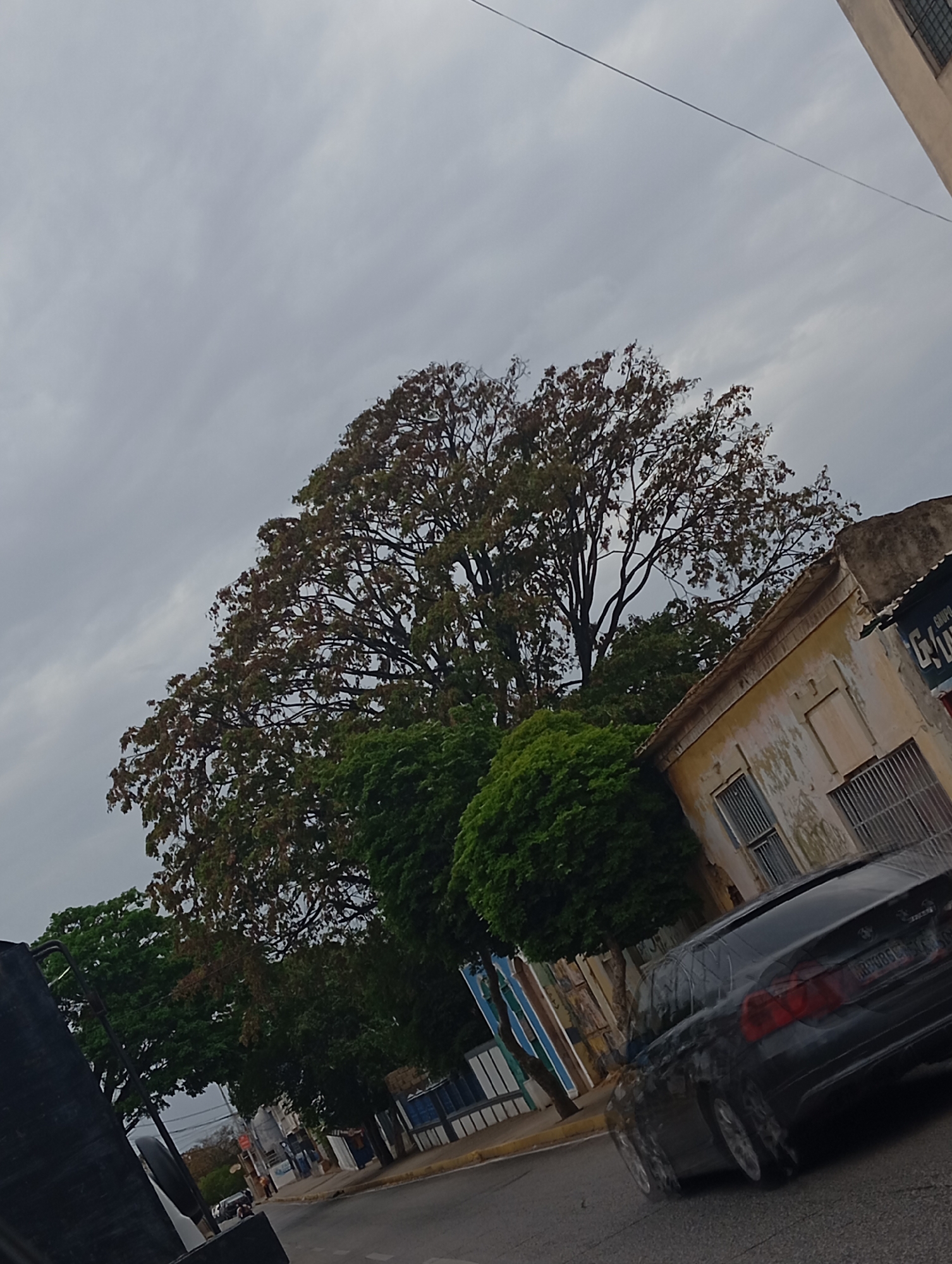 The slightly tilted image depicts an overcast street scene in Juan Griego, Venezuela. A grey, cloudy sky dominates the upper portion, suggesting a subdued daylight without direct sun.
In the foreground, a dark-colored sedan, possibly a BMW, is seen from its rear passenger side, positioned on a paved road. Part of its license plate, "NBG85G," is visible on the trunk. To the far left, a section of a large, dark vehicle, possibly a truck or bus, is partially cropped.
The midground is characterized by dense vegetation, including a prominent large tree with reddish-brown foliage, contrasting with several other trees and bushes displaying vibrant green leaves. Overhead, a thin power line traverses the frame.
On the right side of the street, an old building with a faded yellow and cream facade appears somewhat dilapidated, featuring peeling paint and two windows protected by metal bars. A partial sign on its upper right reads "GRUPO GR...". Further down the street, another building with blue and white striped detailing is visible. The street appears quiet, with no explicit human activity or individuals clearly in view. The setting conveys a calm, cloudy day in an urban environment.
