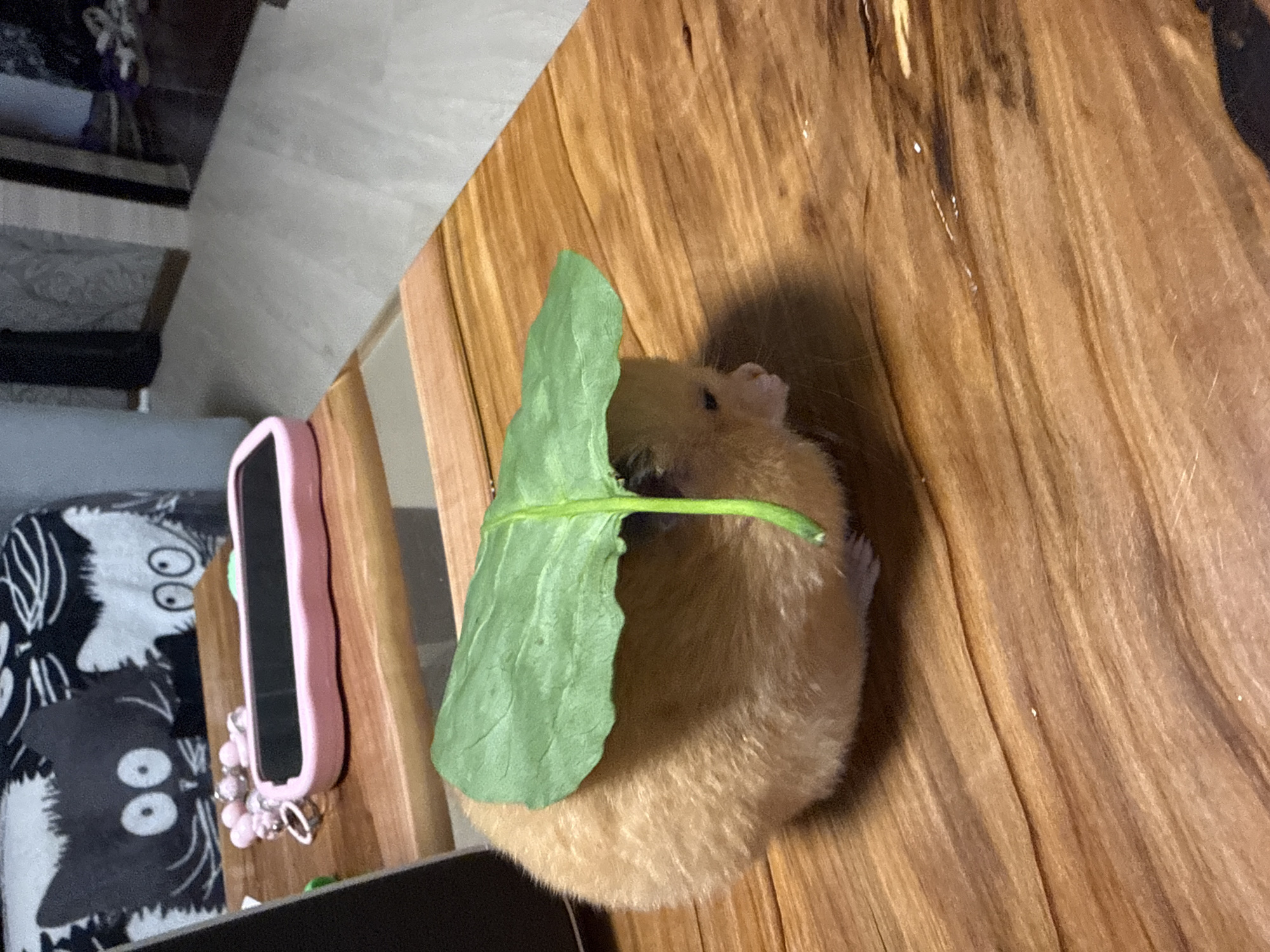 A light brown hamster sits on a wooden surface, its body covered by a large green leaf. The hamster is positioned on the left side of the frame, facing right, with its head and paws visible beneath the leaf. The wooden surface appears to be a table, with a distinct grain pattern. In the background, out of focus, is a pillow with cartoon cat faces and a pink object that resembles a phone case. The scene is indoors. The image does not depict any elements that would allow for a precise location within Pastavy, Belarus.