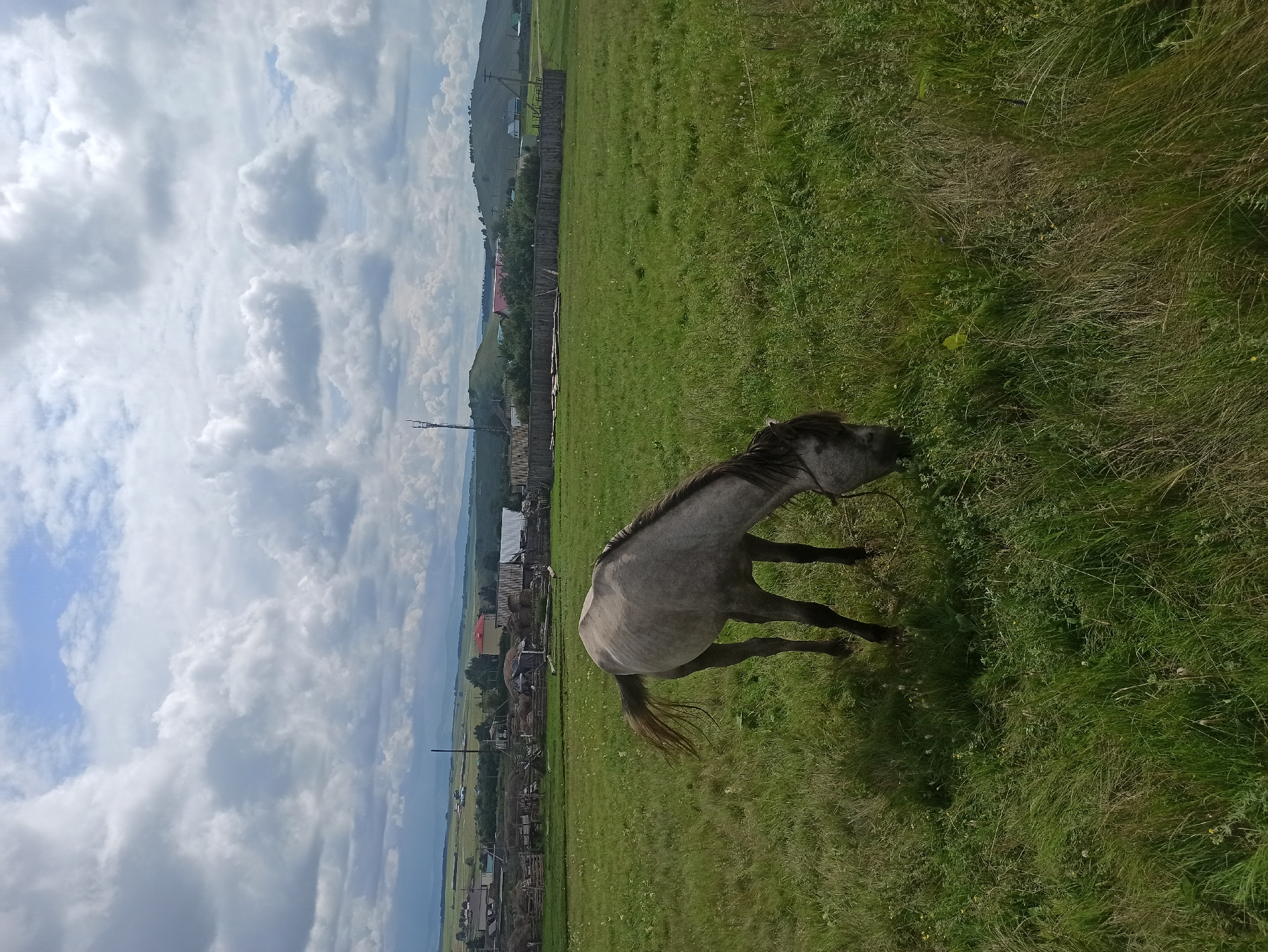 A lone, grey horse grazes in a lush green field under a cloudy sky. In the background, a small rural settlement with wooden fences and buildings, possibly part of Нигаматово, Russia, is visible. The landscape appears to be a rolling countryside with hills in the distance. The horse is positioned in the mid-ground, facing downwards and to the right, indicating it is actively feeding. The overall scene depicts a peaceful, rural environment.