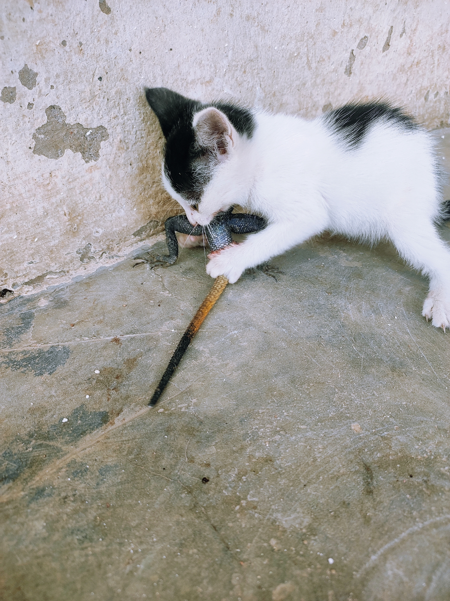 A black and white kitten stands on a concrete surface next to a wall and eats a lizard. The kitten is mostly white with black patches on its head and back. The lizard is dark blue with a long, slender tail that fades from yellow to black. The setting is possibly a residential area in Jos, Nigeria.