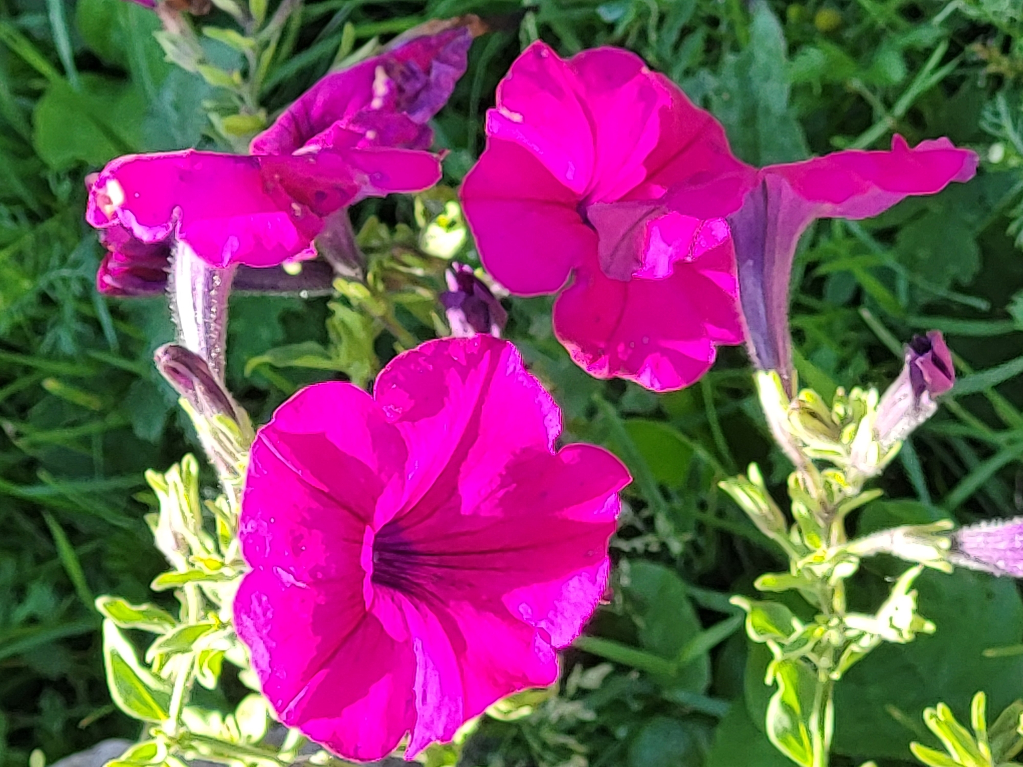 A high-angle, close-up shot captures several vibrant pink petunia flowers blooming in an outdoor garden setting. The flowers, with their distinctive trumpet-shaped petals, are the primary subjects. One large, fully open petunia dominates the left side of the frame, its petals spread wide to reveal the darker interior. To the right, another open petunia is visible, along with parts of a third, partially obscured flower. Small green leaves and stems are interspersed among the blossoms, providing a natural backdrop. The background consists of lush green foliage, suggesting a garden or park. The lighting is bright, casting subtle shadows and highlighting the rich colors of the flowers.