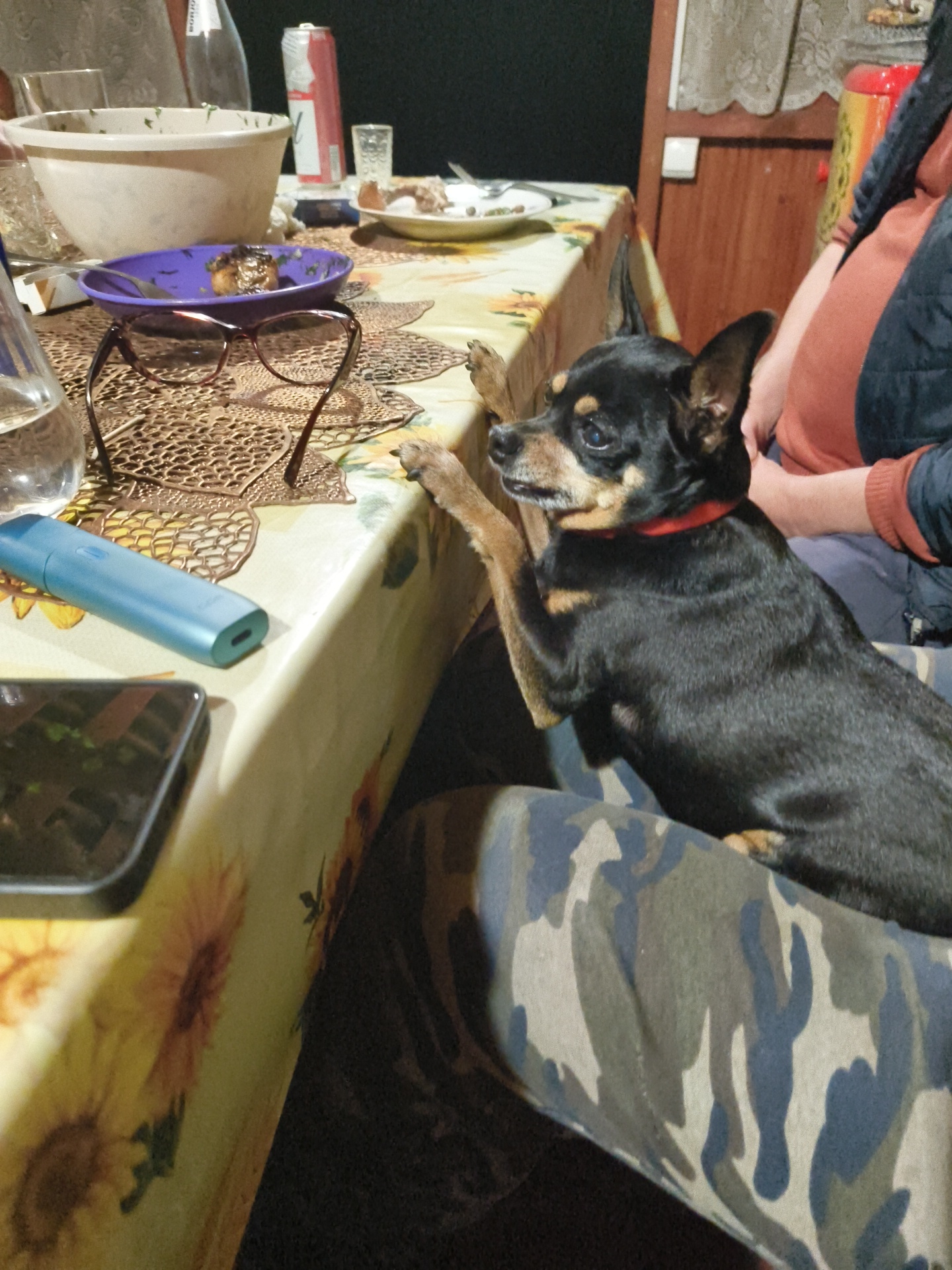 The image depicts an indoor scene, likely a domestic setting in Правдист-1 Снт, Russia. A small black and tan dog with a red collar is positioned on a person's lap, its front paws resting on the edge of a table. The table is covered with a yellow tablecloth featuring a sunflower pattern. On the table, various items are visible, including a large white bowl, a purple bowl with food, a pair of eyeglasses, a blue electronic device, a smartphone, and a can of what appears to be a beverage. In the background, a person's torso is visible, wearing an orange shirt and a dark blue jacket. Further in the background, a wooden door and a window with lace curtains are present. The overall impression is a casual gathering, possibly a mealtime or a relaxed moment at home.