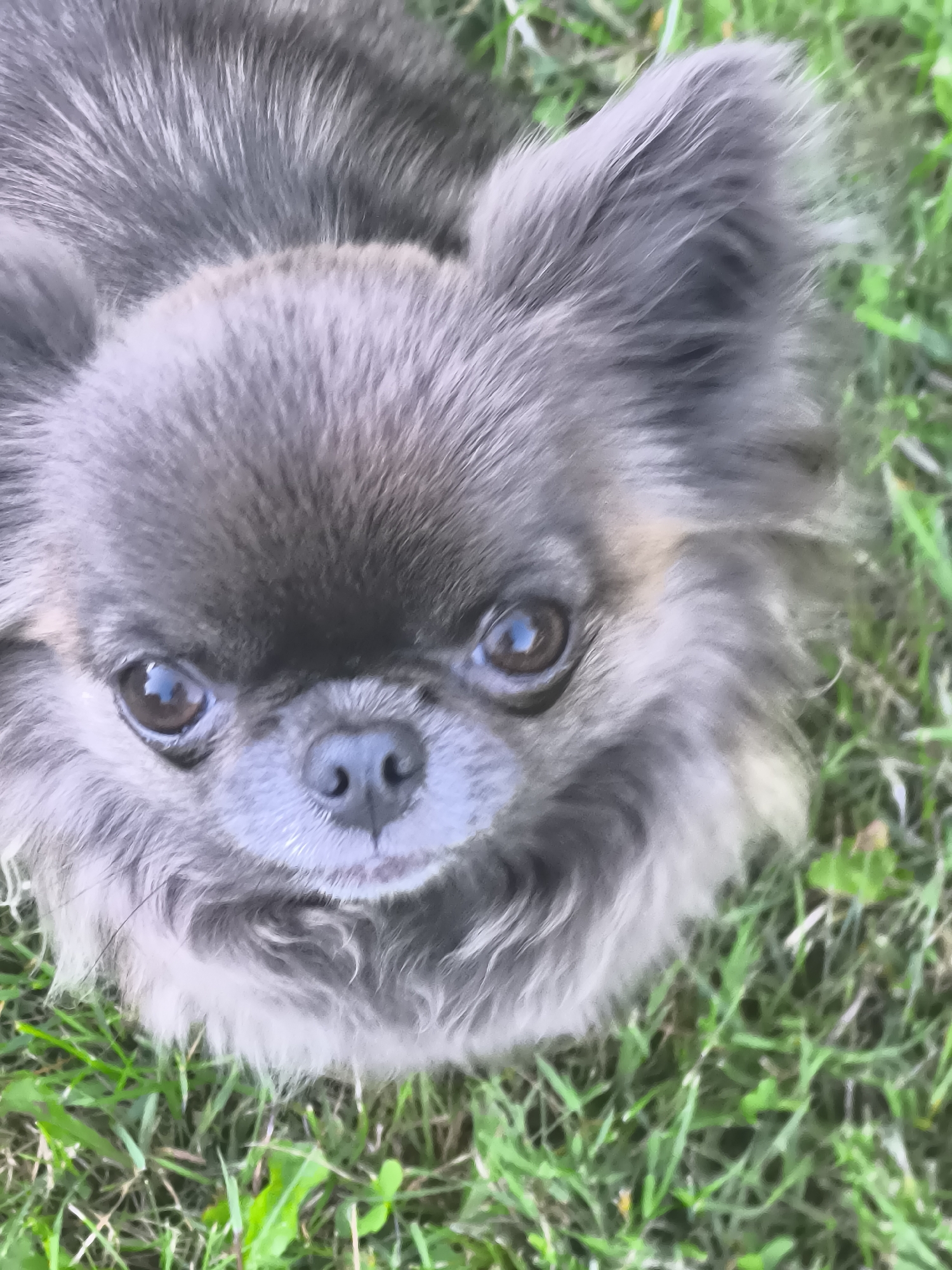 The image is a close-up, overhead shot of a long-haired chihuahua dog lying in green grass. The dog's head is tilted upwards, looking directly at the camera. Its fur is a mix of gray and tan, with prominent ears and dark eyes. The background consists of out-of-focus green grass. There is no indication of the city of Klaipėda, Lithuania, in this image.