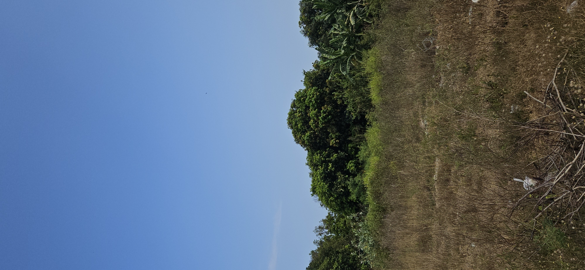 The image displays an outdoor landscape under a bright, clear blue sky. The top half of the frame is dominated by a vast, cloudless expanse of light blue sky, with a small, dark, bird-like speck visible in the upper-left quadrant.
The lower half of the image features a strip of dense vegetation. On the left side, there are lush, dark green trees with thick canopies, and behind them, larger-leafed trees, possibly banana trees, are visible. This band of green foliage transitions towards the right into a wider area of dry, yellowish-brown, and sparse green grasses and shrubs. This grassy field appears somewhat wild and overgrown, with numerous thin branches and stalks forming a textured foreground.
In the lower right portion of the dry vegetation, a small, light-colored bird, possibly white or pale grey, is visible, partially obscured by the branches. Faintly scattered light-colored debris, possibly pieces of trash or litter, are discernible within the dry grass, and a rectangular, frame-like object is seen further back on the right.
The scene suggests a sunny daytime setting in a natural, possibly uncultivated or semi-rural area. The vegetation types are consistent with a tropical or subtropical climate, aligning with the location context of Cam Lâm, Vietnam. There is no visible text.
