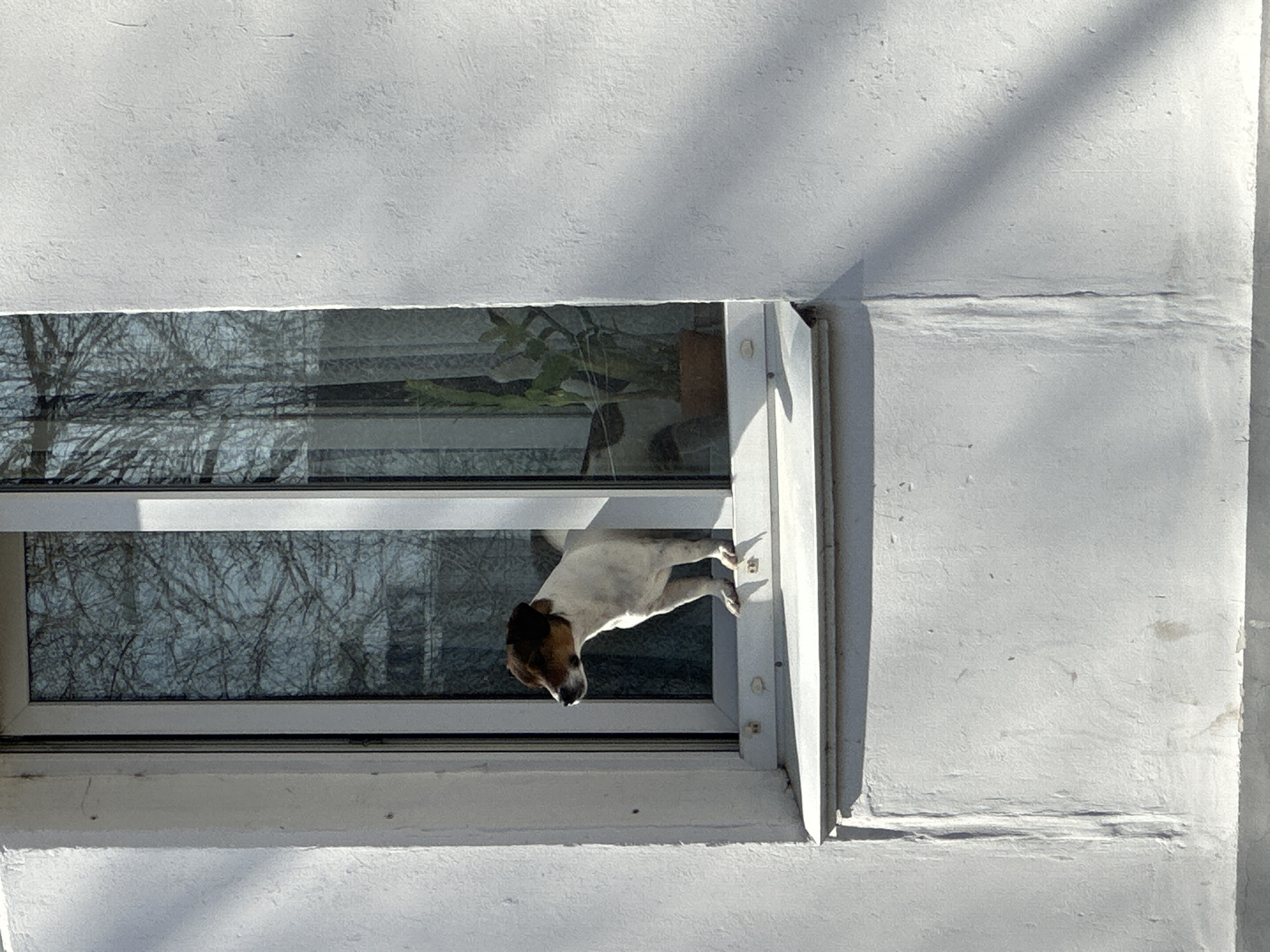 A Jack Russell Terrier is partially visible through a small open window in a white painted building. Reflections of bare trees are visible in the window panes. The photograph was taken during daylight hours in Chaikovsky, Russia.