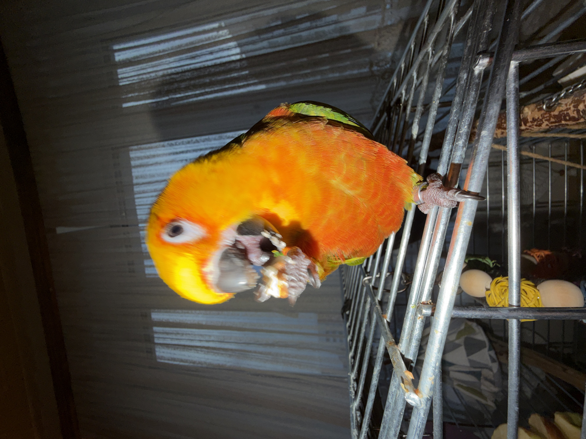 A vibrantly colored parrot, likely a Sun Conure, is captured in a close-up, tilted shot, clinging to the vertical bars of a metal cage. The bird's plumage is predominantly bright orange and yellow across its chest and head, with noticeable green feathers on its upper back and wings. Its dark eye is visible, and its beak is open, holding a light-colored, possibly food item, which it also grips with one of its feet. A plain metal band is visible on its leg.
The bird cage, made of silver-colored metal bars, is prominent on the right side of the frame. Through the cage bars, other items are visible within the cage, including two light-colored, oval-shaped objects (possibly dummy eggs or toys), a yellow woven ball, and a wooden perch. A patterned fabric, perhaps a blanket or cage lining, can be seen in the background of the cage.
Behind the parrot and cage, a dark background features horizontal light and shadow patterns, suggesting light filtering through blinds or slats. The overall lighting appears dim, indicative of an indoor setting, possibly with artificial light. No specific time of day or weather conditions can be determined from the image. There are no visual cues within the image to confirm the provided location context of Khimki, Russia. No text is visible in the image.