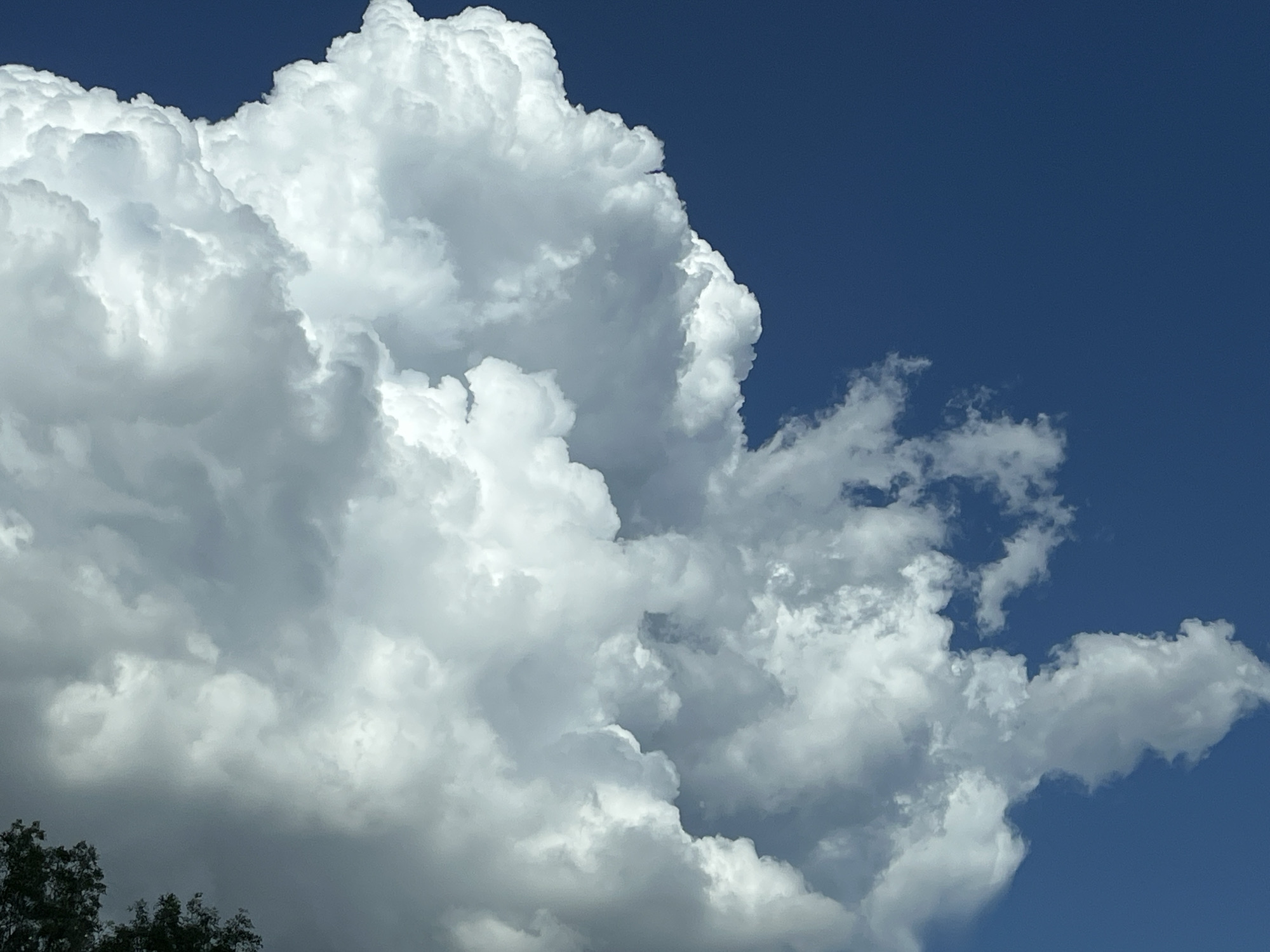 The image shows a large, fluffy white cumulus cloud against a clear blue sky. The cloud occupies a significant portion of the frame, with its textured surface and dramatic shadows creating a sense of depth. The lower left corner of the image shows the tops of some dark green trees. The scene is illuminated by bright sunlight, suggesting it is daytime. There are no people or man-made objects visible in the image. The overall impression is one of a bright, sunny day with dynamic cloud formations.