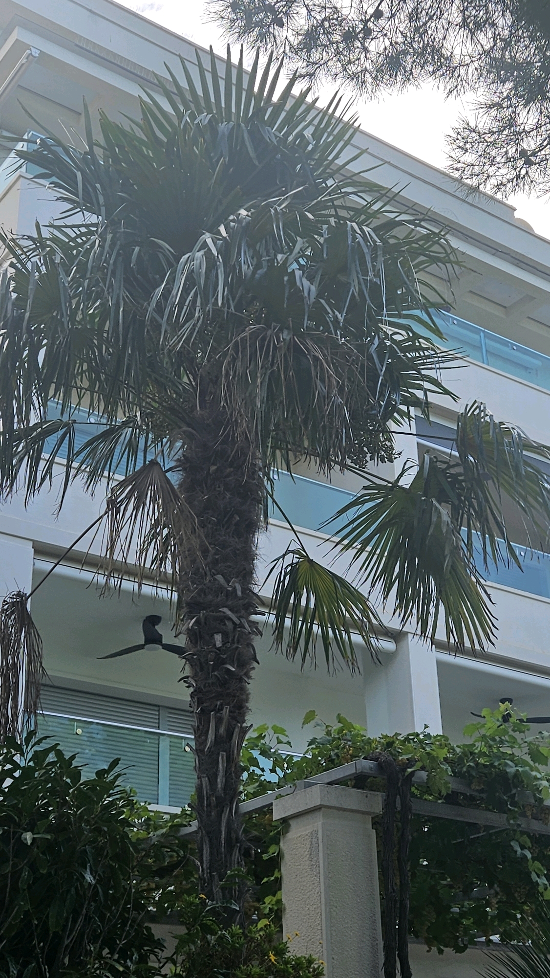The image shows a palm tree in front of a modern building with light-colored walls and blue-tinted windows. A black ceiling fan is visible hanging from an overhang of the building, partially obscured by the palm tree's fronds. Green foliage, including what appears to be a grape vine growing on a trellis, surrounds the base of the palm tree and the building. The scene suggests a Mediterranean setting, possibly in Općina Tučepi, Croatia, known for its coastal environment and architecture.