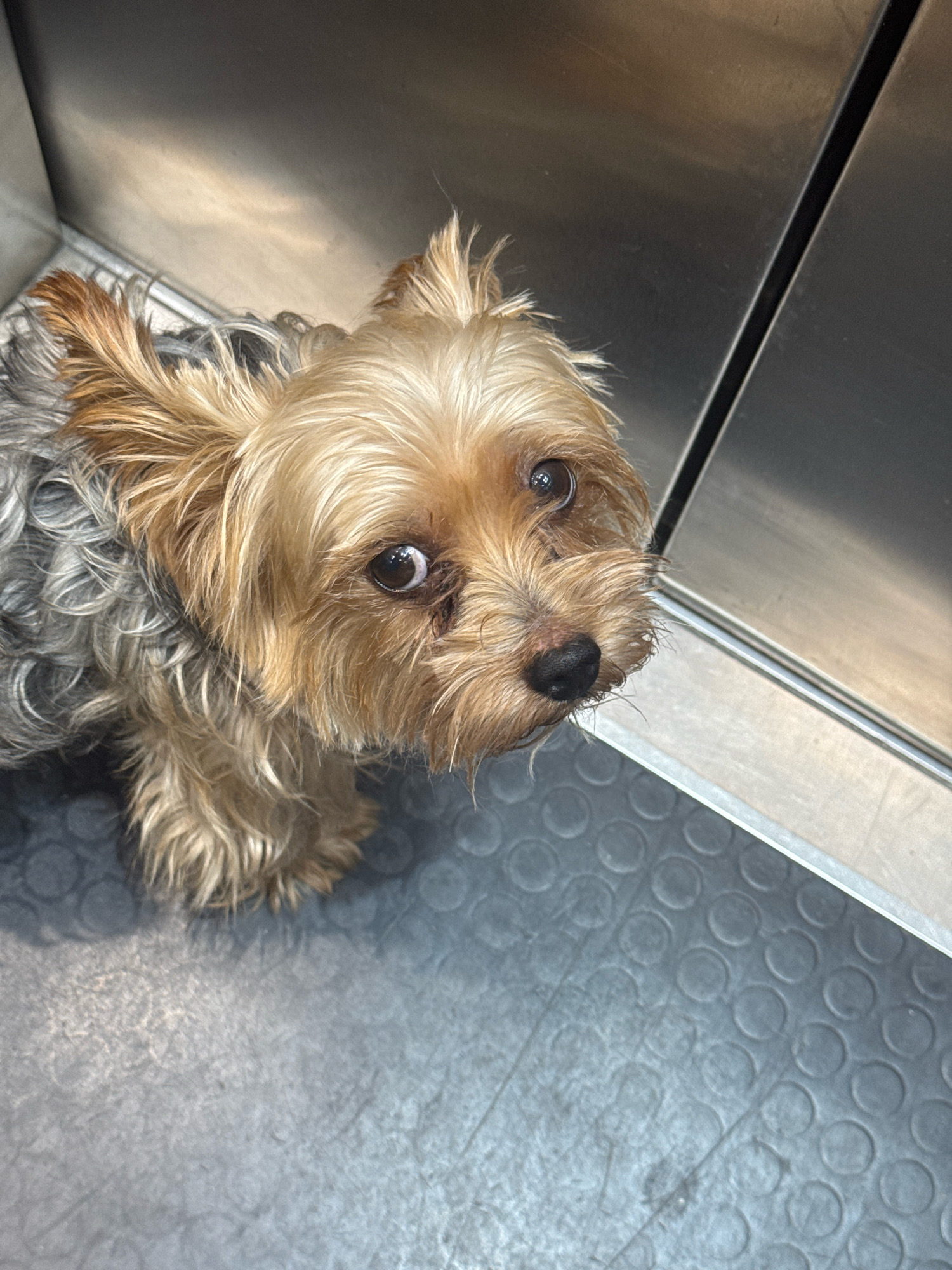 A Yorkshire Terrier dog with tan and gray fur is looking up at the camera, positioned in what appears to be an elevator or a similarly enclosed metallic space. The dog's fur is somewhat disheveled, and its eyes are wide. The floor is a gray, textured surface with circular patterns, and the walls are metallic and reflective. The background shows the edge of a metallic door or panel. There are no people visible in the image. The scene is indoors, with artificial lighting reflecting off the metallic surfaces. The context of Agios Tychona Community, Cyprus is not discernible from the visual information provided in the image.