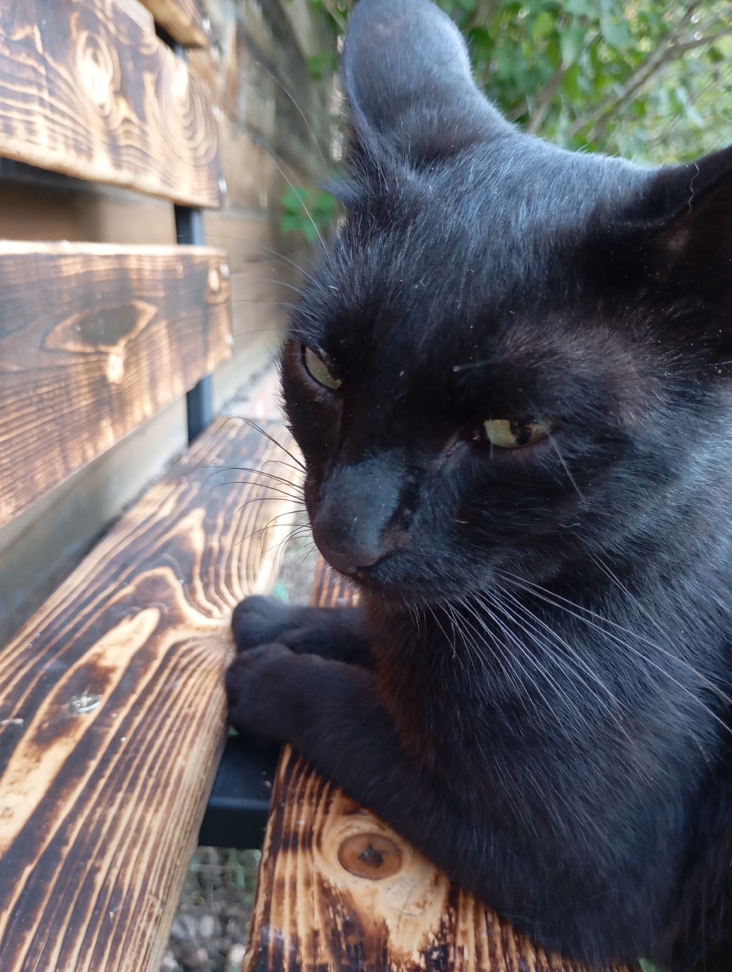 A black cat with green eyes is resting on a wooden bench in an outdoor setting. The bench is made of rough-hewn, dark-stained wooden planks with visible wood grain. The cat is positioned on the right side of the frame, with its head turned to the left, looking downwards. Its paws are visible, resting on the bench. In the background, there is a wooden fence and blurred green foliage. The lighting suggests it is daytime, with some sunlight casting shadows. The location of Фоки, Russia, is not discernible from the image itself.