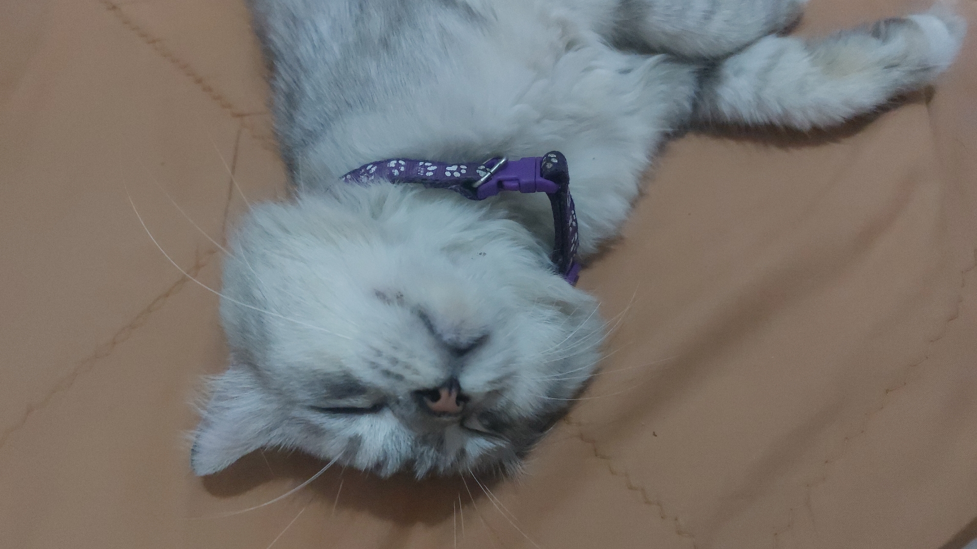 A grey and white cat with its eyes closed is sleeping on a tan-colored surface. The cat is wearing a purple collar with a white paw print pattern. The surface appears to be a mat or rug, possibly in a home environment. There are no people or other animals visible in the image. The scene is indoors, with soft lighting. No specific location in Jatirogo, Indonesia can be determined from the image.