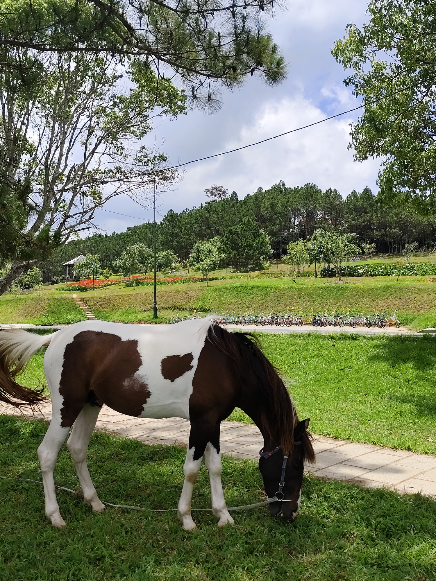 The image depicts a brown and white piebald horse grazing on a lush green lawn in a park-like setting. The horse has a dark brown head and mane, white legs, and a tail with a mix of white and brown hairs. It wears a black bridle.
In the background, a paved pathway runs along a grassy slope lined with bicycles. Further in the background, there are trees and shrubs, and a small white gazebo sits on a higher part of the lawn. A row of pine trees is present.
The scene is set during the day under a partially cloudy sky, with sunlight filtering through the trees, casting shadows on the grass. The location is likely Da Lat, Vietnam, based on the park setting and the architectural style of the gazebo. There is a power line visible.