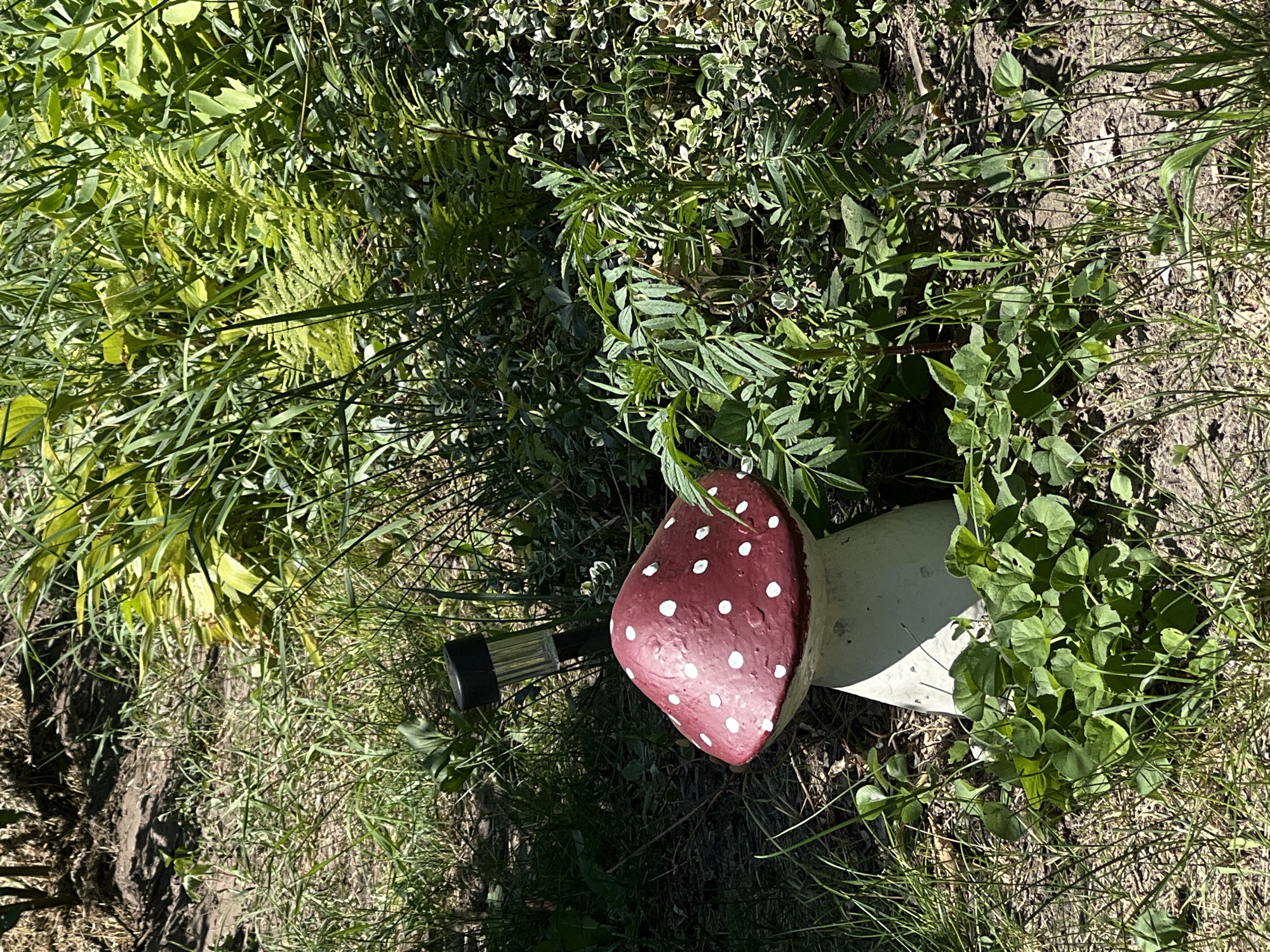 A decorative, polka-dotted mushroom garden ornament stands in a garden bed, partially obscured by lush green foliage. A solar-powered garden light is positioned behind the mushroom ornament. The ground is covered with dry soil and grass, with dappled sunlight illuminating the scene. The location is an outdoor garden in an unknown city.