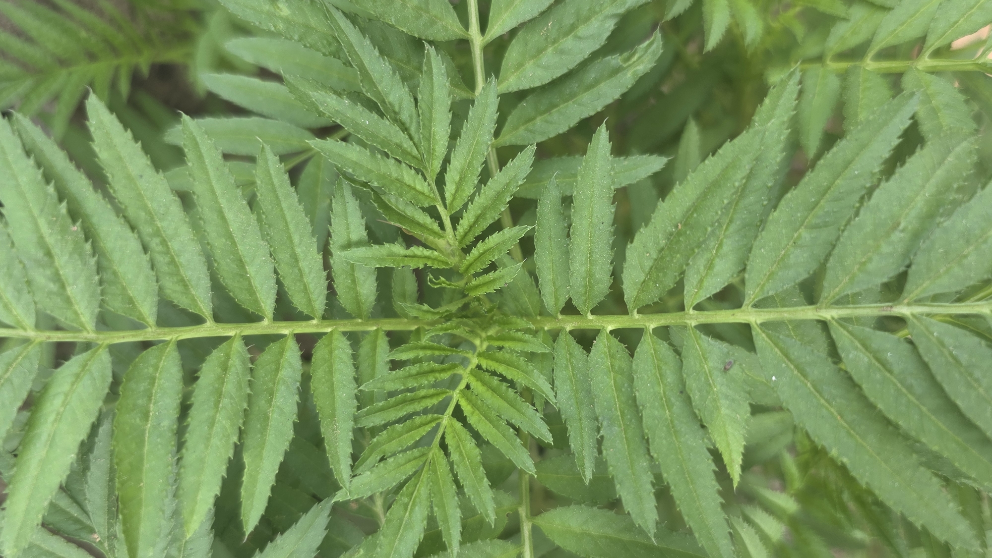 The image shows a close-up view of bright green leaves, likely of a plant. The leaves are pinnately compound, with numerous small, sharply toothed leaflets arranged along a central stem. The lighting is natural, suggesting an outdoor setting. Based on the context, the image was taken in Lhokseumawe, Indonesia. No people or other objects are visible.