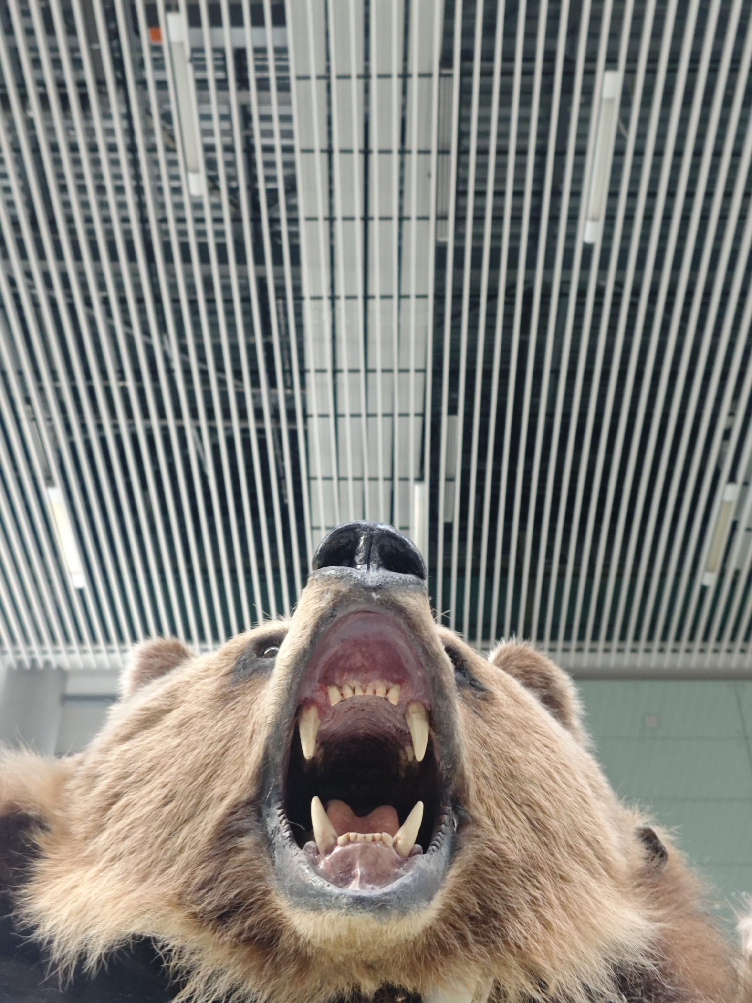 The image shows the mounted head of a brown bear with its mouth open, displaying its teeth. The bear has brown fur. Above the bear's head is a ceiling with a grid-like structure of parallel white bars, interspersed with fluorescent light fixtures. The location is likely inside the Bolshoye Savino Airport in Bolshoye Savino, Russia, as it is known to have taxidermied animals as decoration.