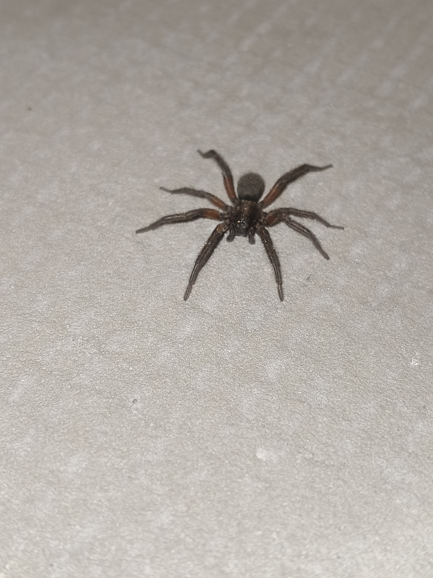 A single spider with dark brown legs and body is positioned on a textured, light-colored surface. The spider is in the center of the frame, facing left with its legs spread out. The background is a uniform, speckled gray. The image is a close-up, focusing entirely on the spider and its immediate surroundings. There is no information available about the location in the city of Grinăuți, Moldova, or any context regarding people, actions, or interactions.