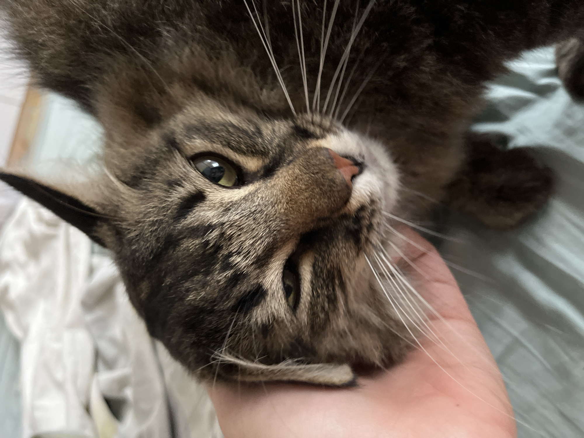A close-up, eye-level shot shows a tabby cat being petted on its head by a human hand. The cat's left eye is partially closed, giving it a winking appearance. Its fur is a mix of brown, black, and gray stripes, with prominent white whiskers. The cat's nose is pink. The background is a soft, blurred image of white fabric, possibly bedding. The scene takes place indoors, on a bed covered with a teal-colored sheet. The image does not provide any information about the city of Krasnyye Barrikady, Russia.