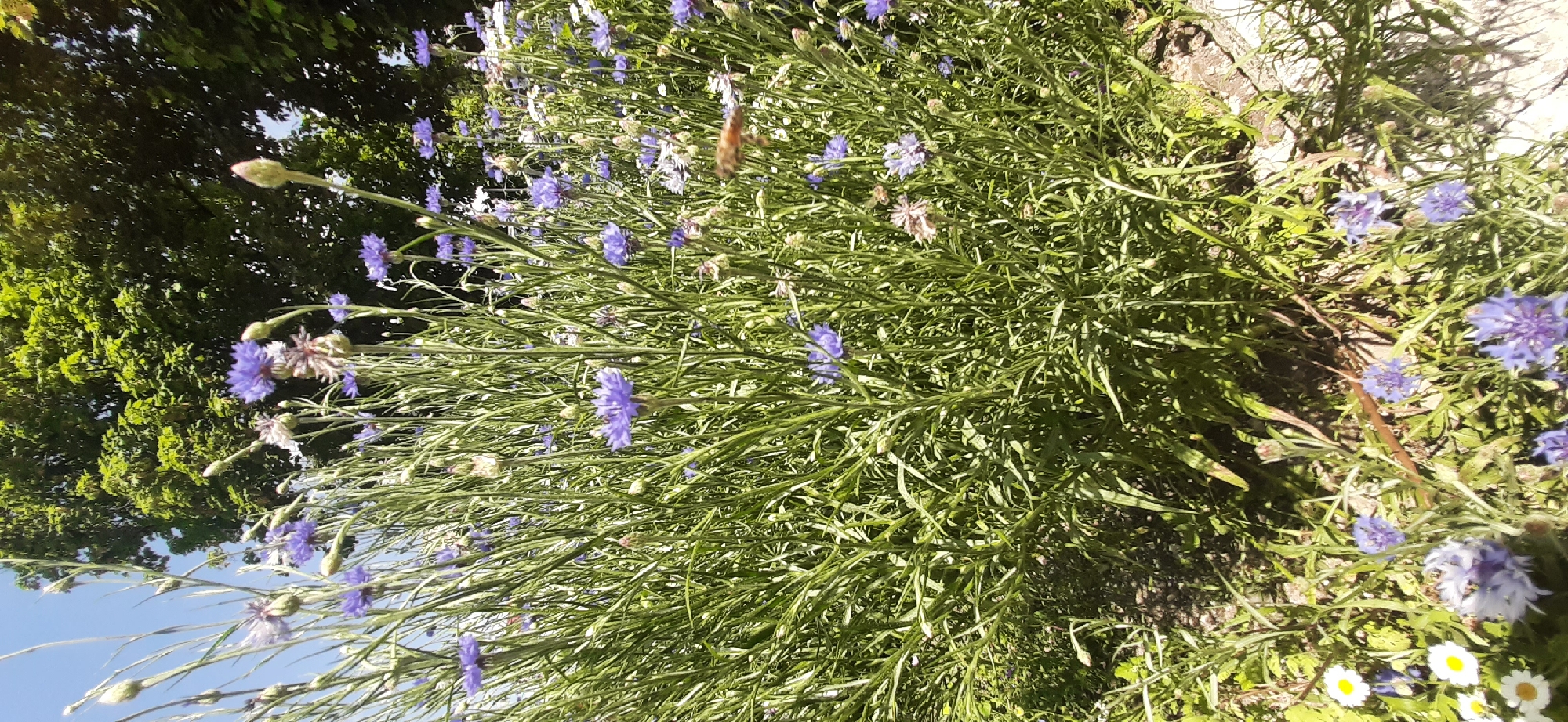 The image shows a dense cluster of blue cornflowers and other wildflowers growing in a natural, sunny outdoor setting. The flowers are predominantly blue, with some white daisies interspersed. The stems of the cornflowers are tall and slender, with many buds and some open blooms. The foliage is a vibrant green. In the background, a large, leafy green tree provides shade. The ground is covered with grass and some dry leaves. The lighting suggests it is daytime, with sunlight illuminating the flowers. A bee can be seen in flight amidst the flowers, suggesting pollination activity. There are no people visible in the image. The scene appears to be a garden or a natural meadow. The image is taken from a low angle, looking up at the flowers and the sky.