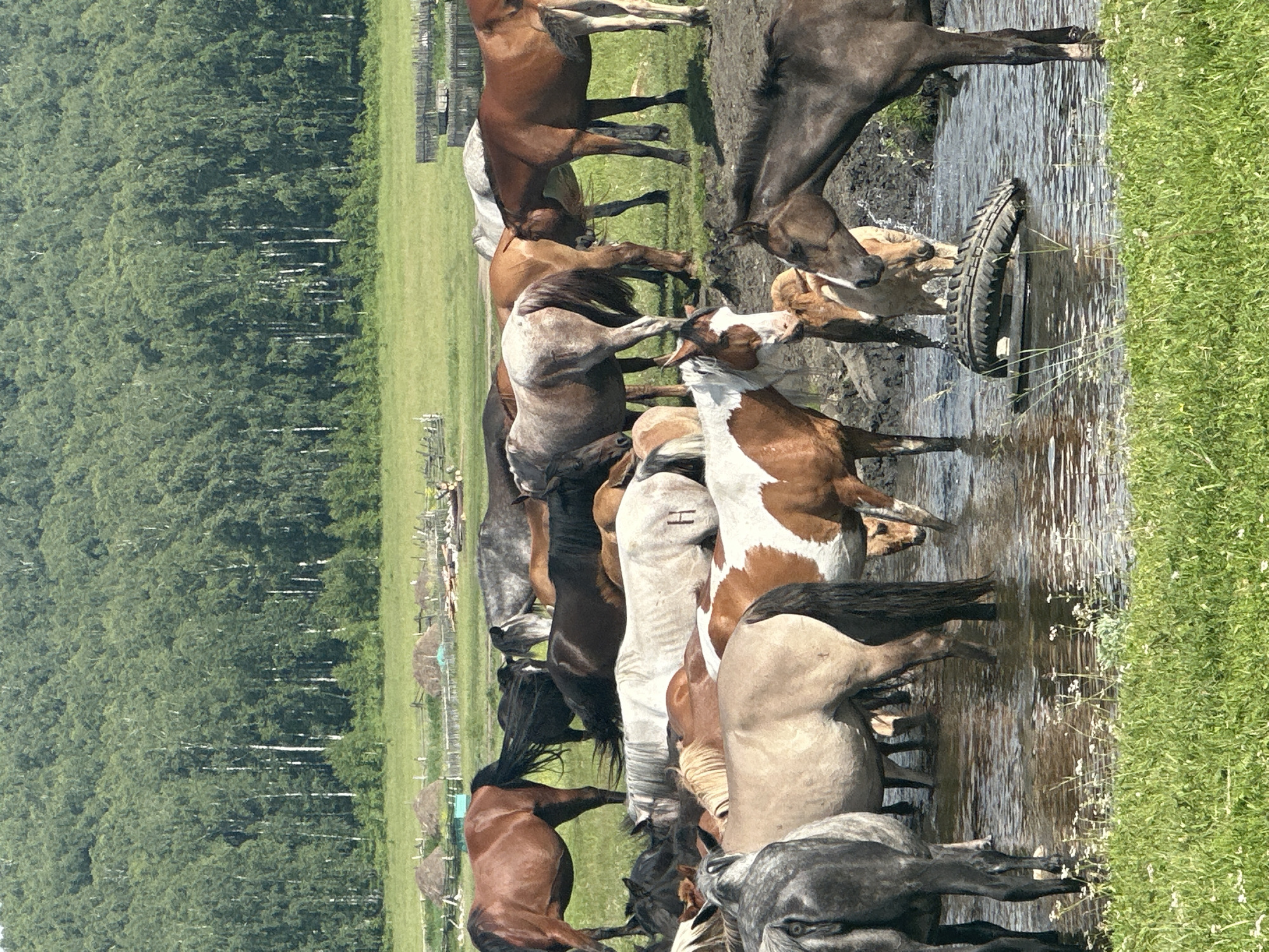 A herd of horses stands in a shallow body of water, their legs submerged. The horses are of various colors including brown, white, and grey. Some are facing the viewer, while others have their backs turned. One horse in the foreground, a dark brown with a black mane, is partially turned away and appears to be drinking or cooling off. A tire is partially submerged in the water to the right of the horses. The background shows a lush green field with a line of trees beyond it, suggesting a rural or natural setting. The lighting indicates it is daytime, with bright sunlight casting shadows on the water. The overall scene is one of peaceful coexistence between the animals and their environment.