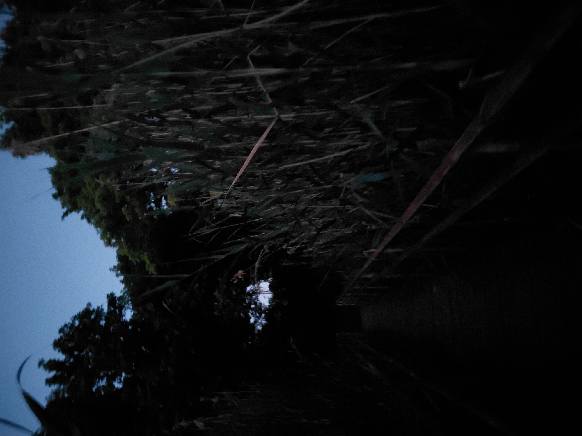 The image depicts a dimly lit wooden boardwalk or pier extending into a natural environment characterized by dense reeds and trees. The sky above is a deep blue, suggesting either twilight or nighttime. The boardwalk appears to be made of wooden planks and has railings on either side, which are also wooden and appear weathered or painted with a reddish hue in places. The reeds are tall and numerous, creating a sense of enclosure and a slight obstruction of the view into the distance. The trees are silhouetted against the sky, with some foliage visible. The overall atmosphere is dark and somewhat mysterious. The scene is located in Ustyvytsia, Ukraine. There are no people visible in the image.