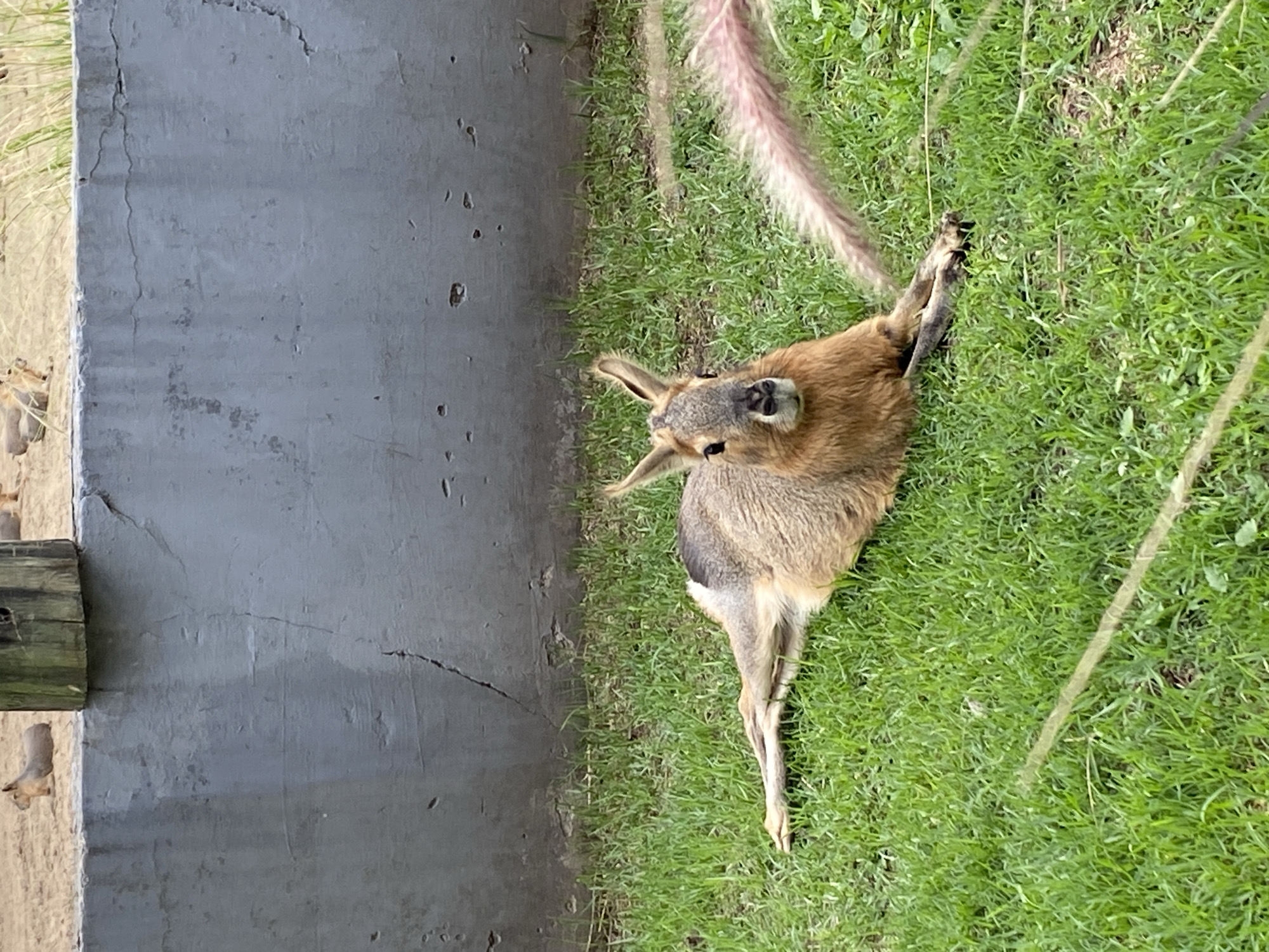 A Patagonian Mara lies on green grass next to a gray wall, likely at the Buenos Aires Zoo. The mara is oriented with its head facing up and to the left of the frame. Its body is primarily light brown and gray, with darker fur near its tail. The wall is made of concrete, and a wooden plank is attached on the left. The grass appears well-maintained. A stalk of pampas grass is visible on the right and above the mara.