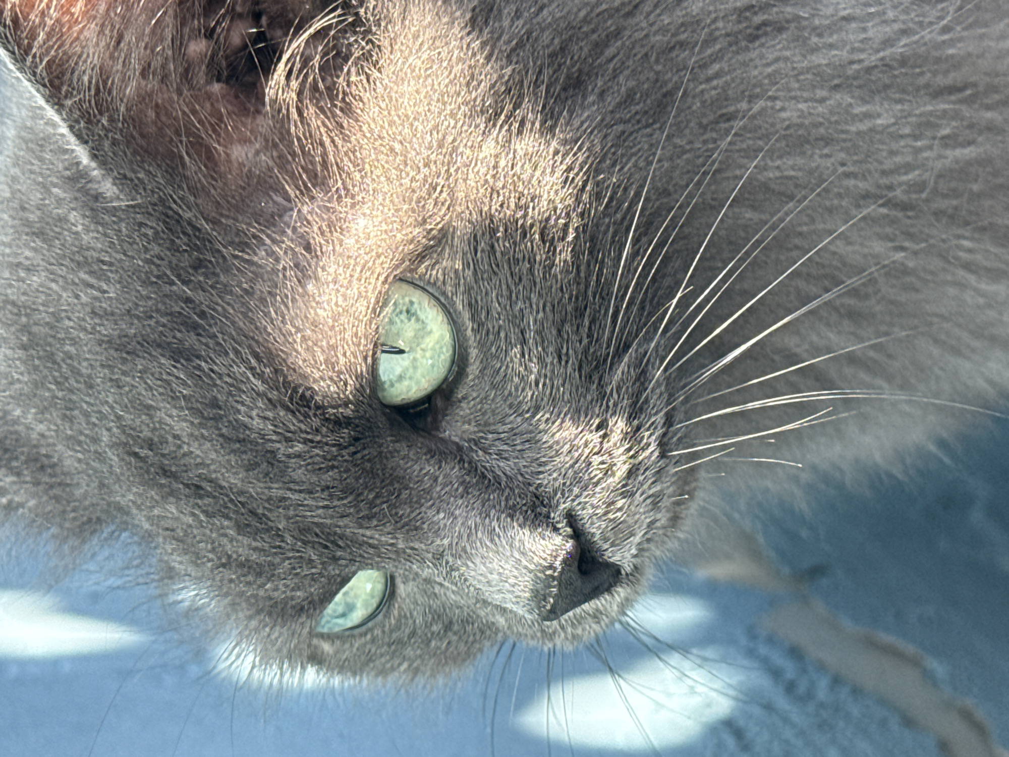 This is a close-up, eye-level shot of a domestic cat's face. The cat is gray with striking, bright green eyes that are partially obscured by shadows. The fur is long and appears soft, with some areas illuminated by sunlight, creating a contrast between light and shadow on its face. The background is out of focus, showing a blurry blue surface, possibly a wall or fabric. The cat's whiskers are prominent, extending outwards. The image focuses on the cat's gaze, which is directed to the left of the frame. There is no indication of the city of Ivanovo, Russia, within the visual information of this image.
