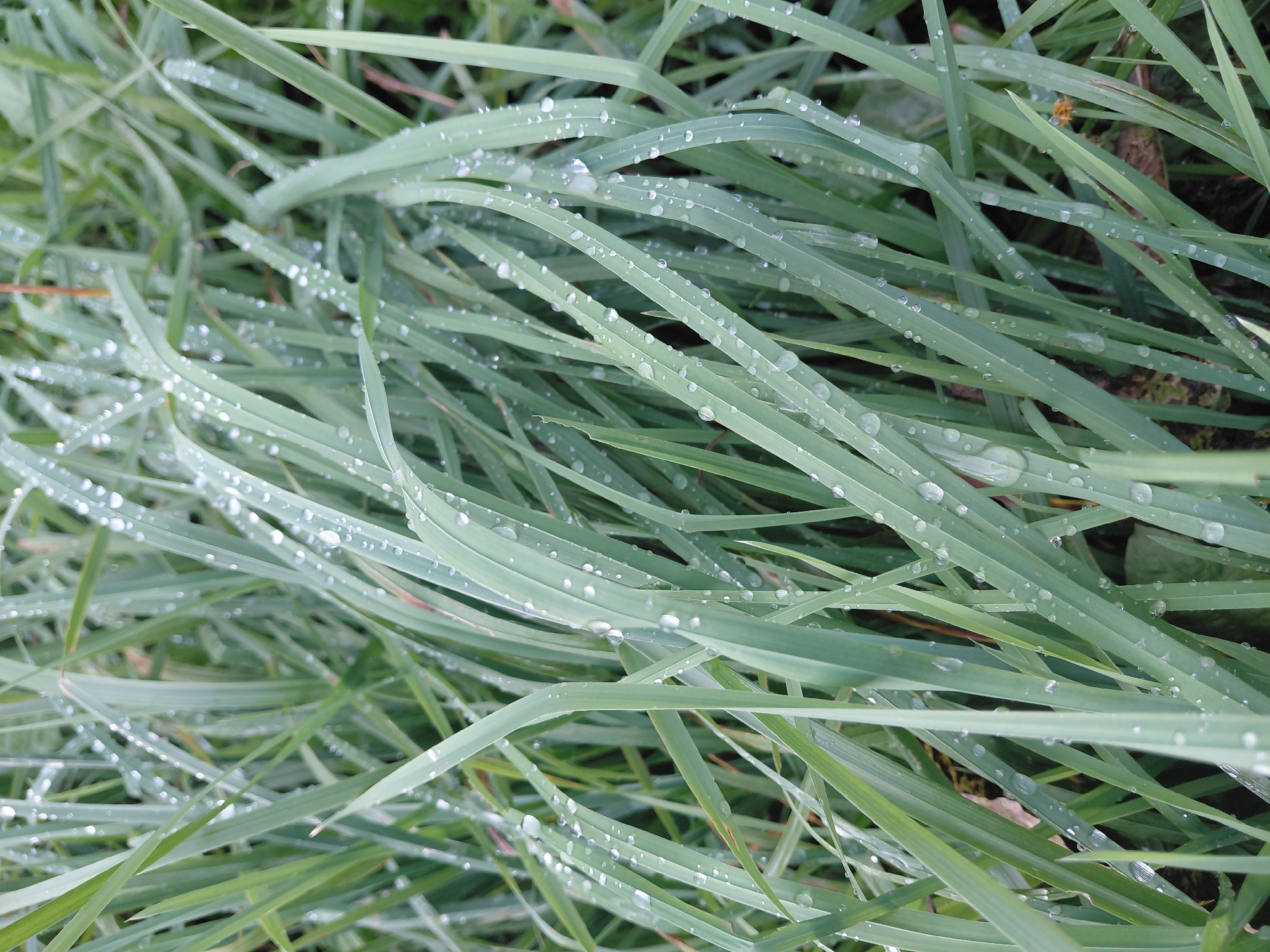 The image shows a close-up view of lush green grass covered with numerous small water droplets. The grass blades are long and thin, some are bent and intertwined. The droplets are of various sizes, reflecting light and creating a sparkling effect on the leaves. The background is slightly blurred, suggesting a natural, outdoor environment. The scene is static, with no people or animals visible. The overall impression is one of freshness and nature after a rain. The image does not provide any specific information about the location in the city of Malinovka, Russia.