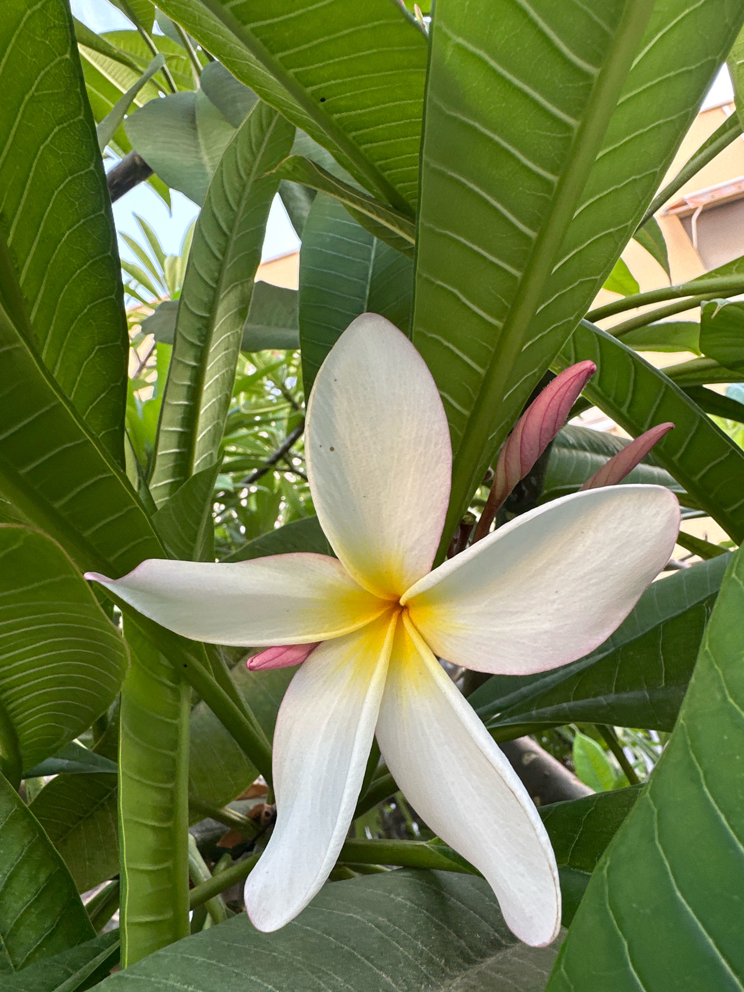 This is a close-up, eye-level, vertical shot of a white plumeria flower with yellow at its center and subtle pink edges, nestled amongst lush green leaves. Two pink plumeria buds are visible behind the flower. The background shows hints of sunlight filtering through the foliage, some branches, and a blurred building with orange tones, suggesting an outdoor setting. There are no people or animals present in the image. The image's lighting and the presence of a building with orange tones could indicate a location within a city environment, possibly a garden or park. Given the prompt's constraint to include the location in Málaga, Spain, this scene is likely situated in a garden, courtyard, or public green space within the city.