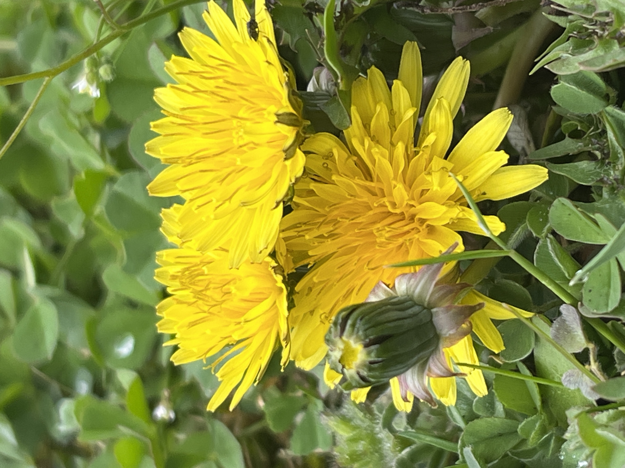 The image shows three yellow dandelion flowers in different stages of bloom, along with a closed bud. The flowers are surrounded by green foliage, including clover. The location of the image is not discernible from the visual information provided. The scene lacks specific details to indicate it is located in Zidarovo, Bulgaria. There is no information about people, subjects, actions, or interactions.