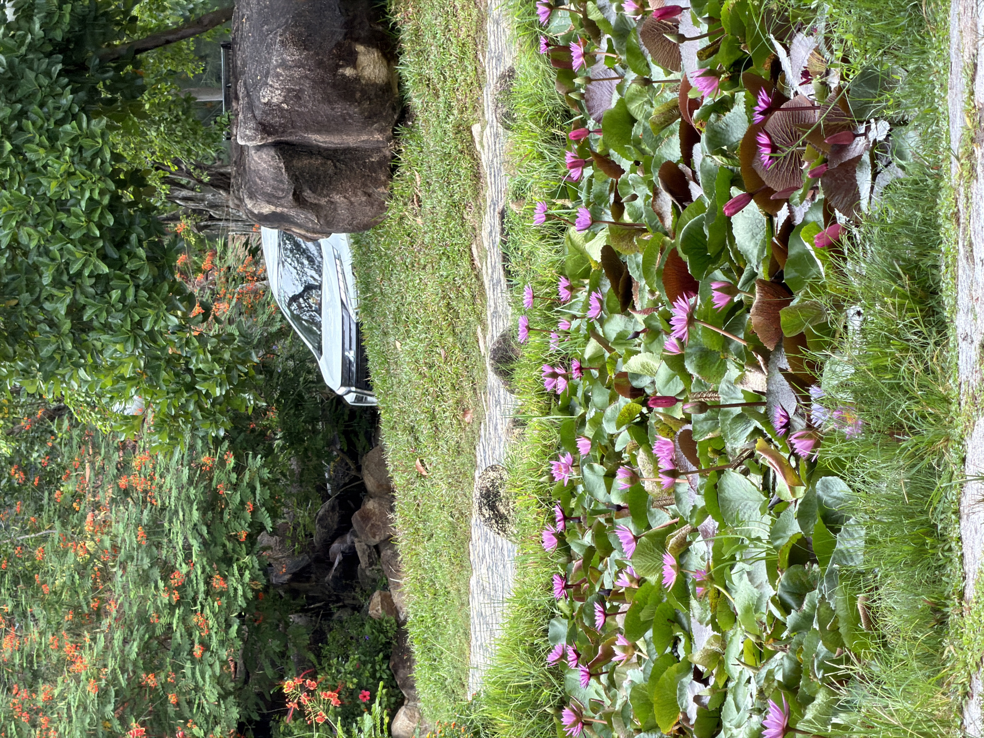 The image depicts a serene pond filled with numerous pink water lilies and their large green lily pads. Tall grass lines the foreground, bordering the pond. In the middle ground, a stone pathway curves through lush green grass. Behind the pathway, a white car is parked, partially obscured by a large, dark boulder and dense foliage. The background features a large tree with vibrant orange flowers and thick green leaves, suggesting a tropical or subtropical environment, possibly within a park or garden setting in Nha Trang, Vietnam. The overall scene evokes a sense of tranquility and natural beauty.