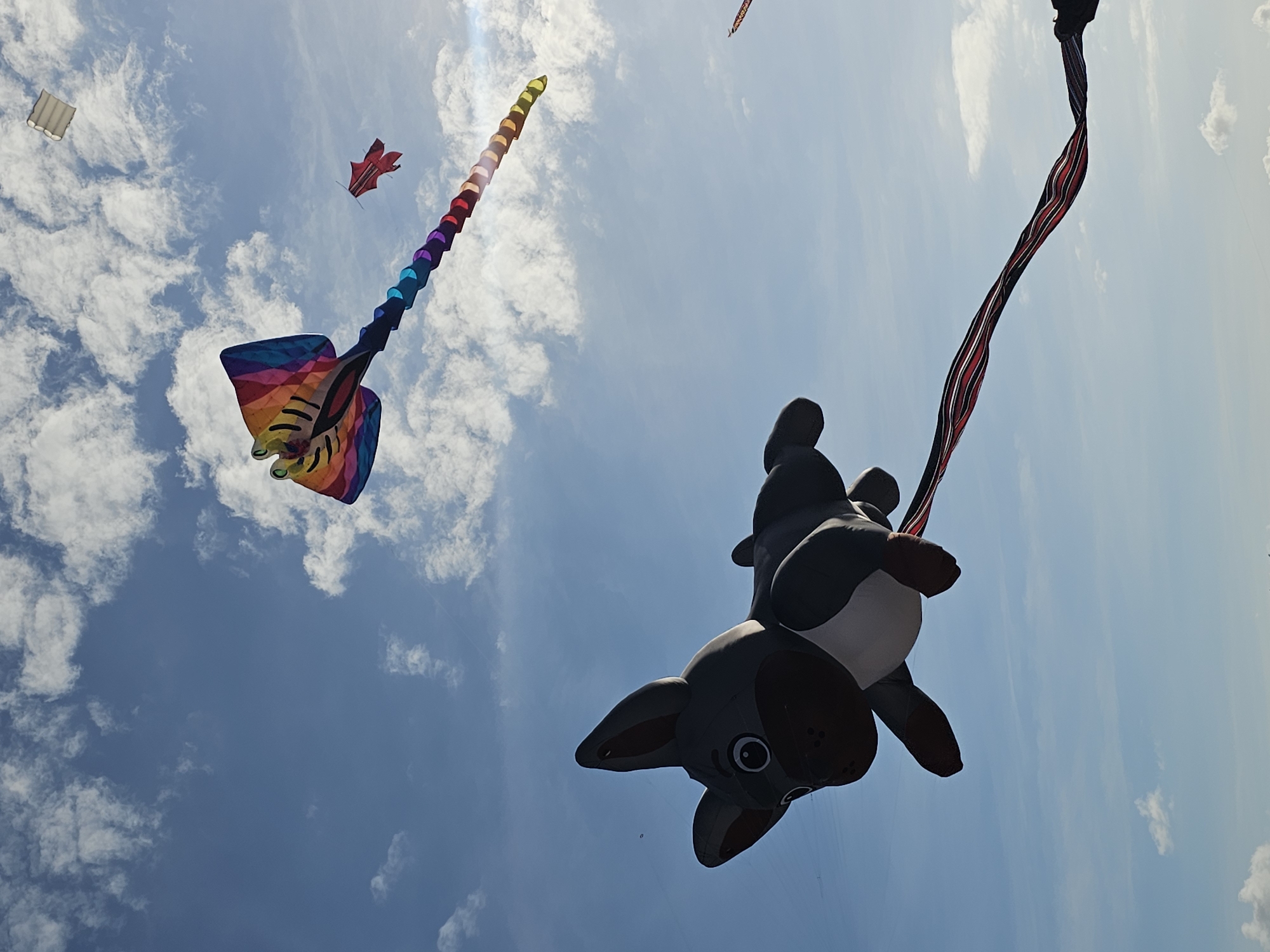 A low-angle outdoor shot captures a bright blue sky with scattered white clouds, illuminated by sunlight. The scene features several kites flying. In the foreground, a large, dark grey and white inflatable kite shaped like a French bulldog is prominently displayed, with its long, red and black striped tail trailing behind it. To the upper right, a colorful kite resembling a stingray with a rainbow-colored body and segmented tail is also airborne. A smaller red kite is visible further in the distance. In the far upper right corner, a rectangular white kite can be seen. The image was taken on the beach in Denpasar, Indonesia.
