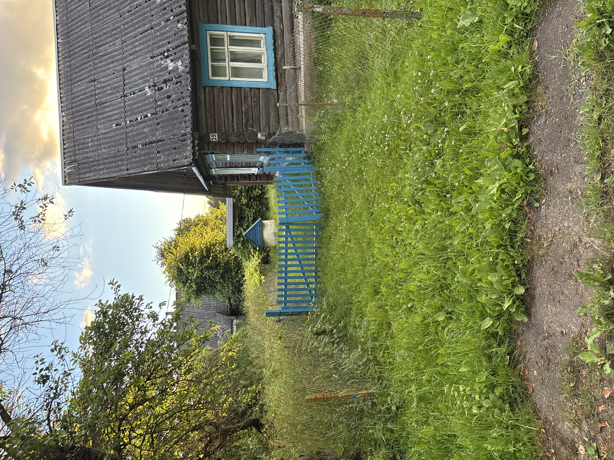 A rustic, weathered wooden house with a grey, corrugated metal roof stands in a rural setting. The house has a dark brown wooden exterior, and a blue-framed window is visible on the right side of the house. Adjacent to the house, a bright blue wooden gate with vertical planks stands open, allowing access to a grassy area. The surrounding environment is overgrown with lush green grass and various weeds. A chain-link fence runs along the front of the property. In the background, other similar houses and trees can be seen, suggesting a village or rural community. The sky above is partly cloudy with a warm glow from the setting or rising sun. The scene appears to be located in the area of Vidzy Rural Council, Belarus.
