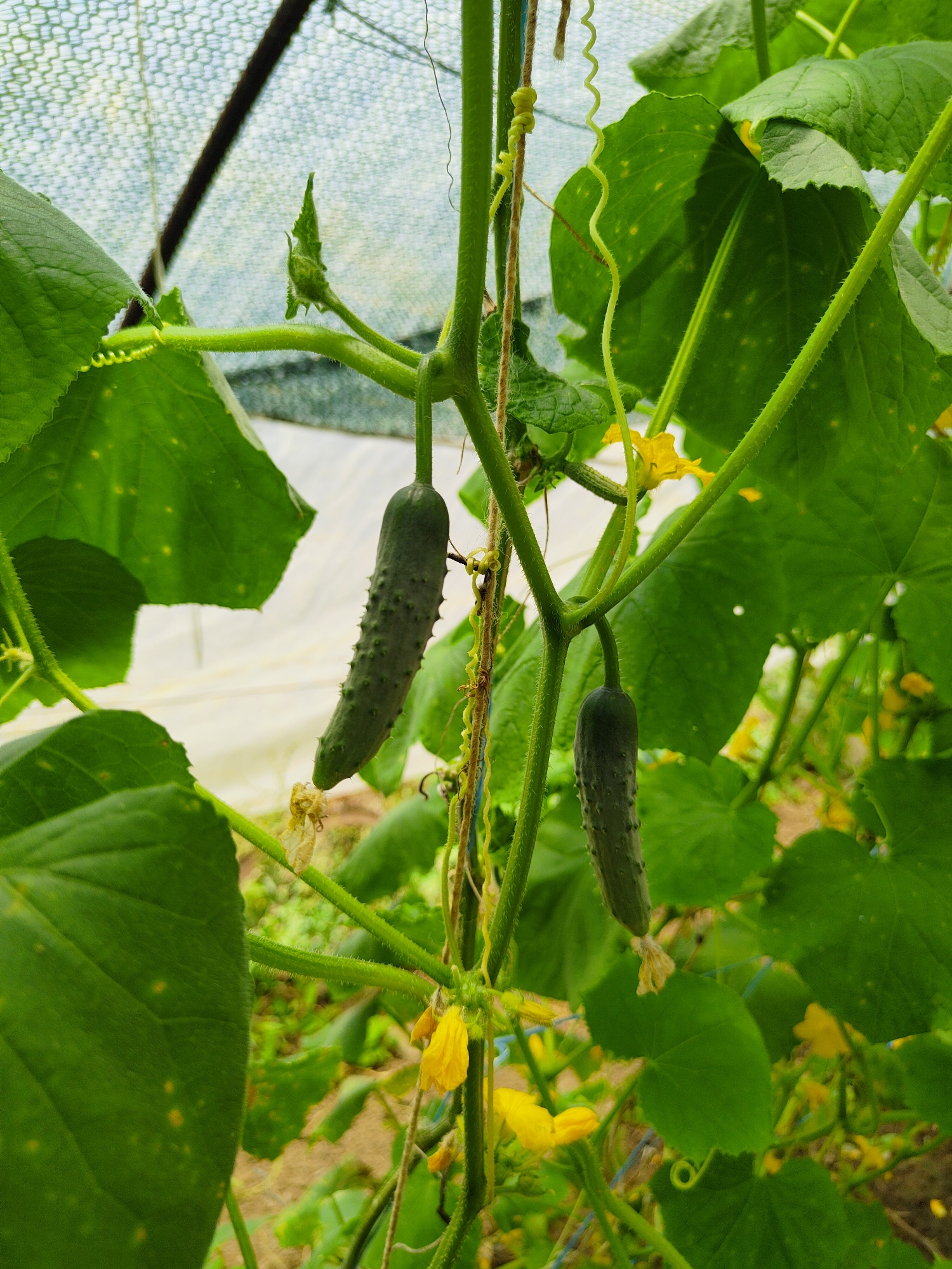This is a close-up, eye-level, vertical shot taken inside a greenhouse. The image focuses on a cucumber plant with two immature cucumbers hanging from its vine. The cucumbers are dark green and have visible bumps on their skin. The plant features large, green leaves with small yellow spots, and several small yellow flowers. The vine is supported by a twine and also has tendrils that are coiled. The background is blurred and shows the netting of the greenhouse structure. The location is Unknown, Unknown.
