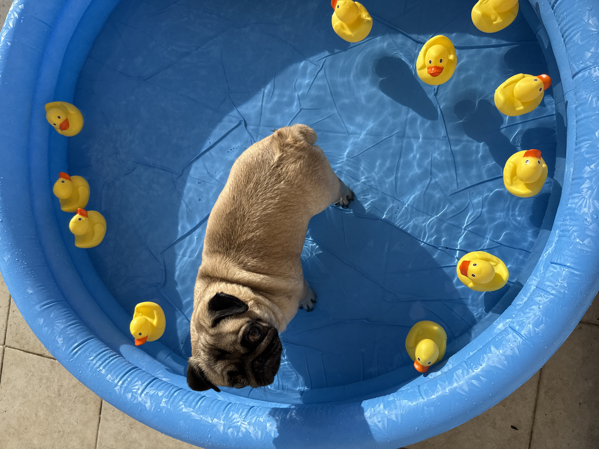 In the city of Unknown, Unknown, an overhead view captures a fawn-colored pug dog standing in a round, blue inflatable pool filled with water. The dog is positioned centrally, facing slightly to the left, with its head turned to look upwards. Its four paws are partially submerged. Surrounding the dog, approximately eleven yellow rubber ducks with orange beaks float on the water's surface, distributed along the pool's perimeter. The pool's blue inflated rim shows visible water droplets. Bright sunlight illuminates the scene, casting reflections and shadows across the water's surface and onto the pool's bottom. The pool rests on a light-colored, paved outdoor surface.