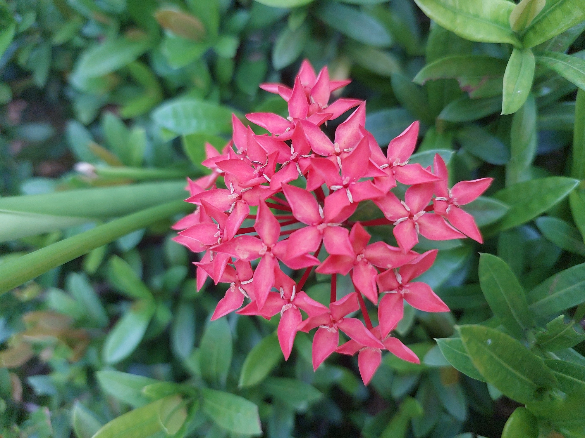 A close-up, eye-level, vertical shot focuses on a cluster of bright pink Ixora flowers. The flowers, clustered tightly together, are star-shaped with four pointed petals. They are set against a soft-focus background of lush green leaves and a vertical green stem, likely part of the same plant or a nearby one. The lighting appears to be natural, casting gentle shadows and highlighting the texture of the petals. The scene suggests a garden or natural outdoor setting. There are no people or animals visible in the frame. The image is likely taken in Baan Mae Nam, Thailand, a location known for its tropical flora.